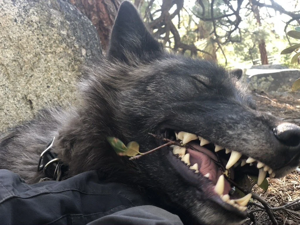 Dark wolf playing with a stick in a close-up photograph.