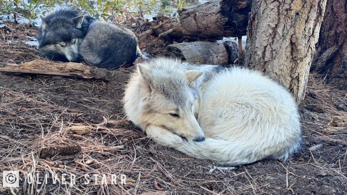 Pale wolf curled up asleep on the ground.