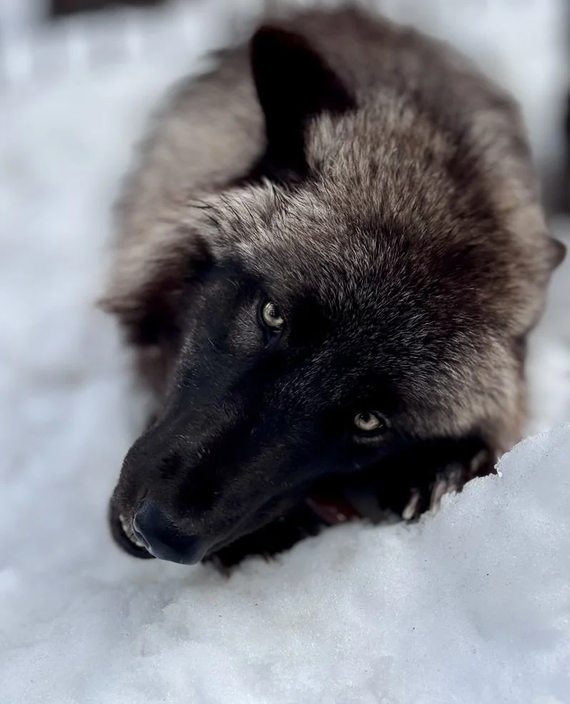 Black wolf resting in fresh snow.