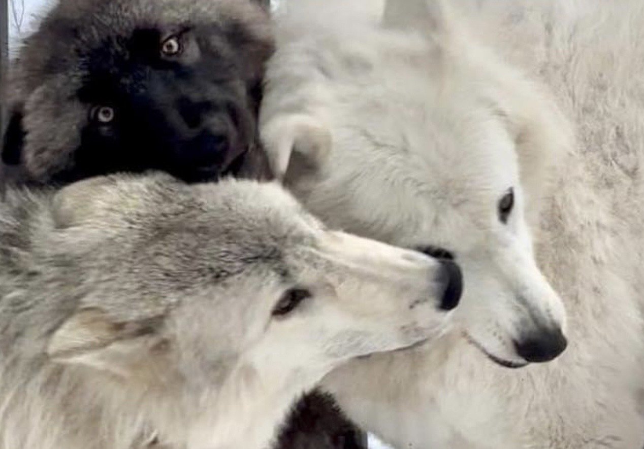 Gray wolf and dark-coated companion nuzzling together.
