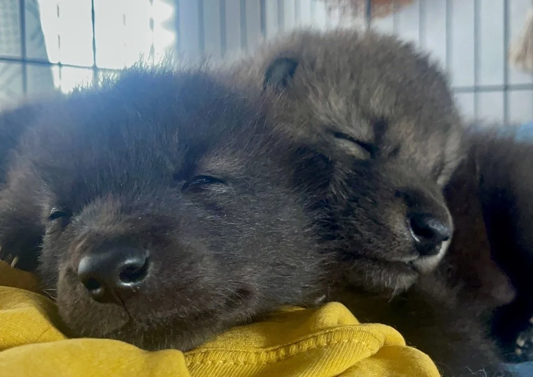 Dark wolf pup resting beside a yellow enrichment toy.