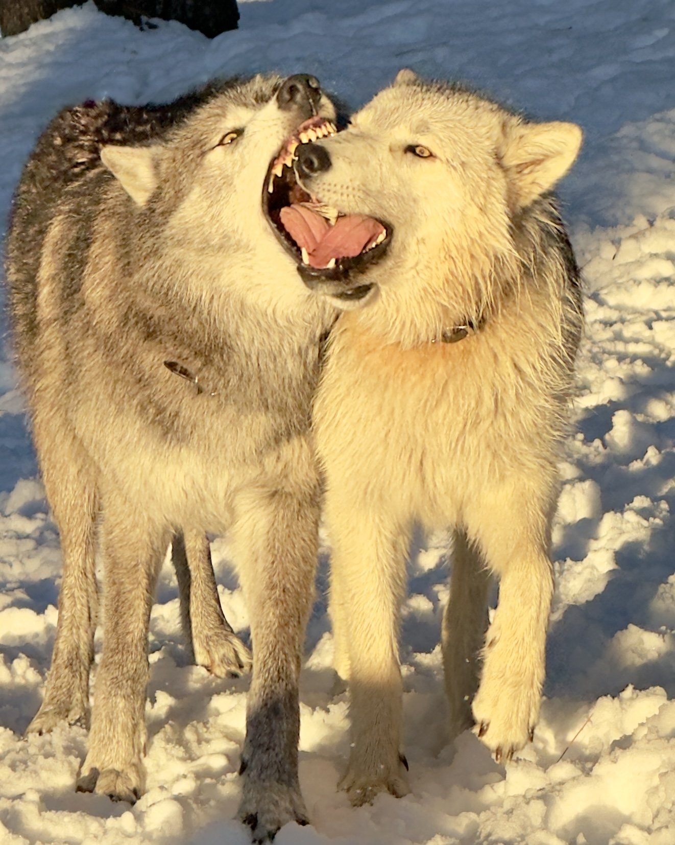 Gray wolf close-up with mouth open.