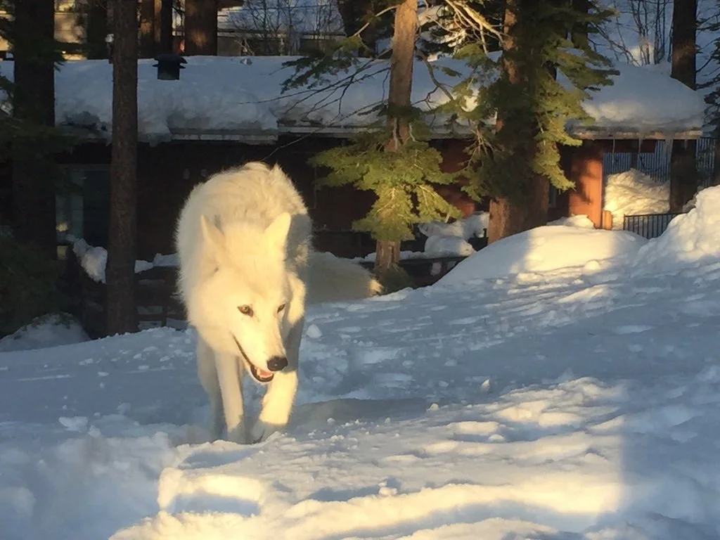 White wolf lowering its head to sniff the snow.