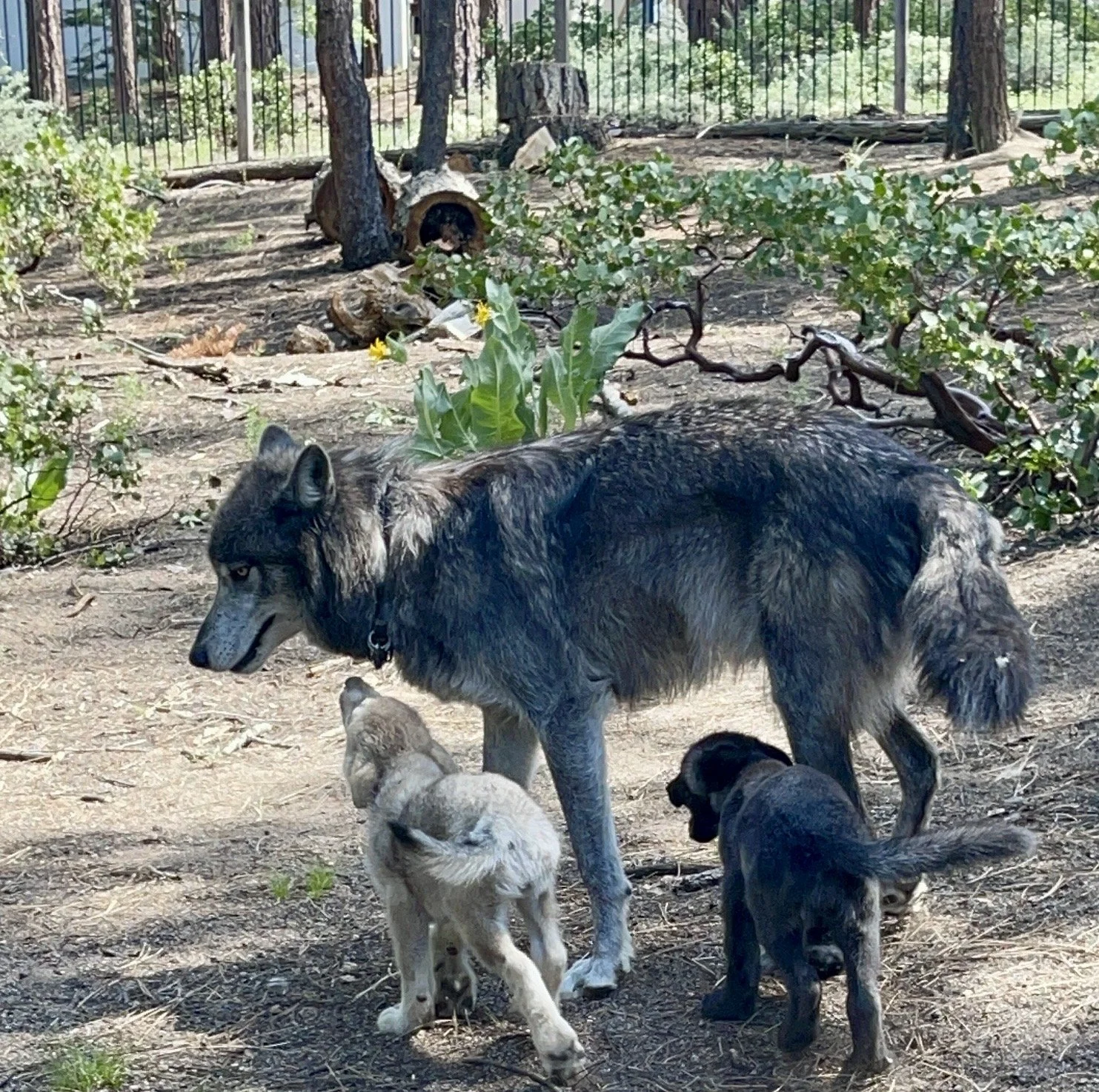 Two dark-coated wolves walking together through a forest enclosure.
