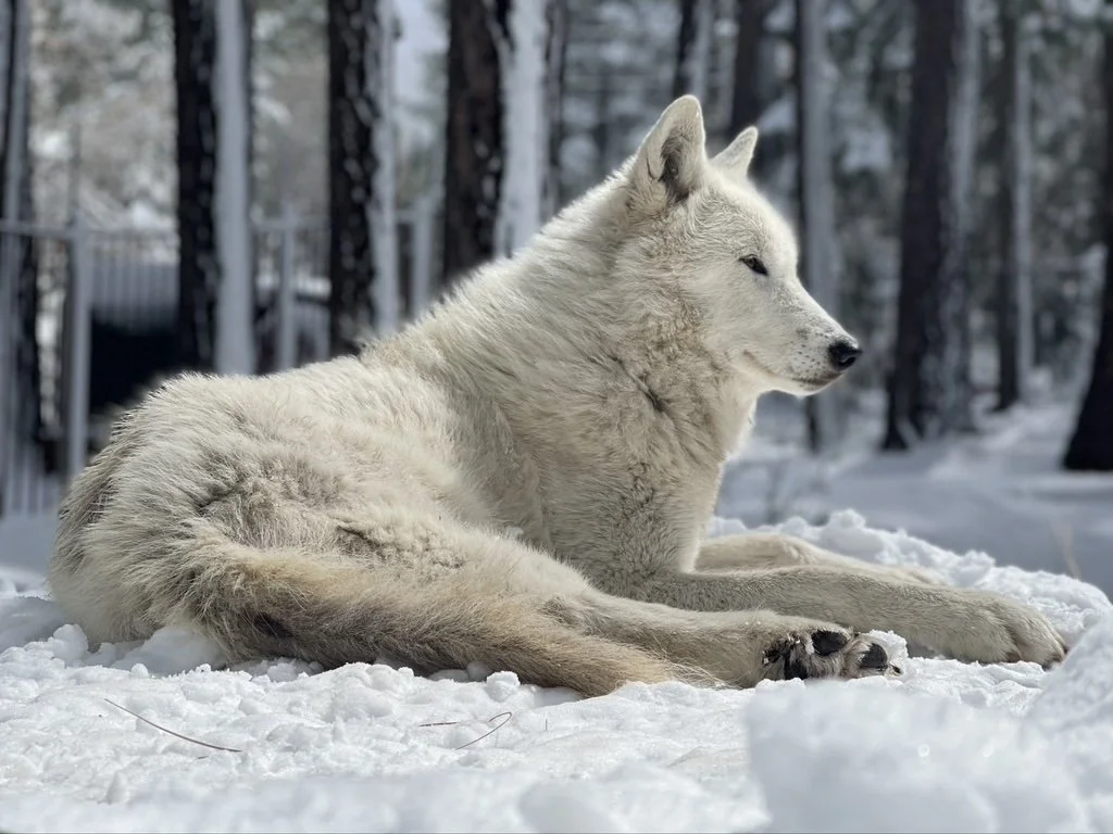 Aqutaq, Tahoe Wolf Center’s Arctic wolf matriarch, resting in the snow