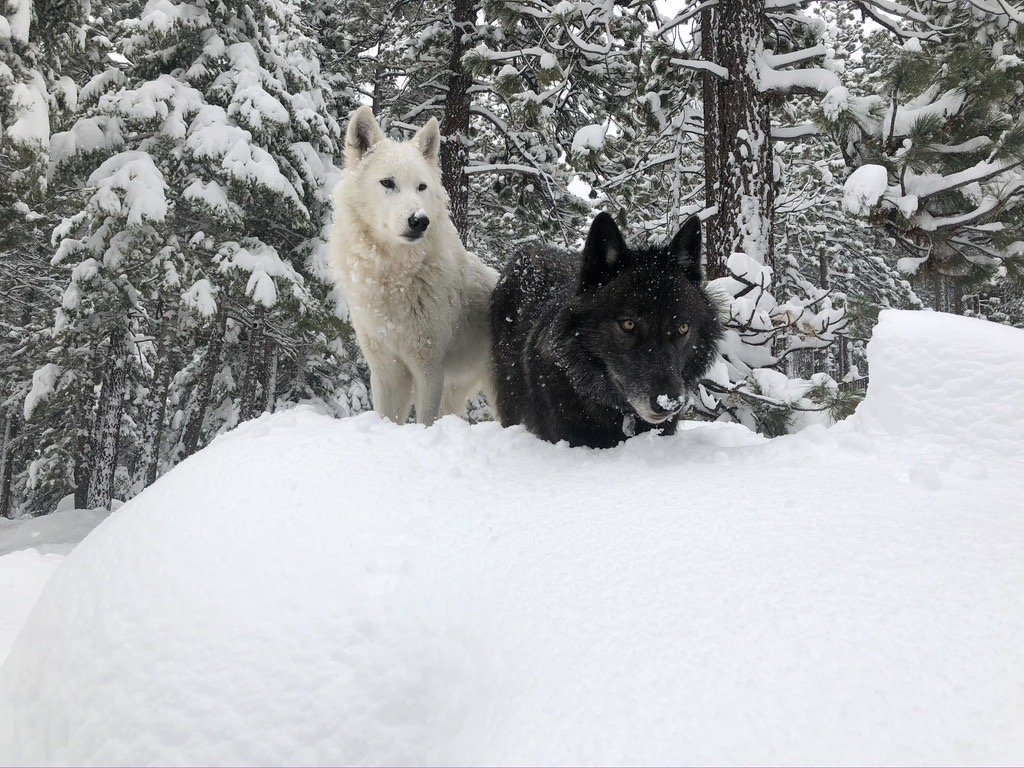 White wolf peeking from behind a snow-covered tree.
