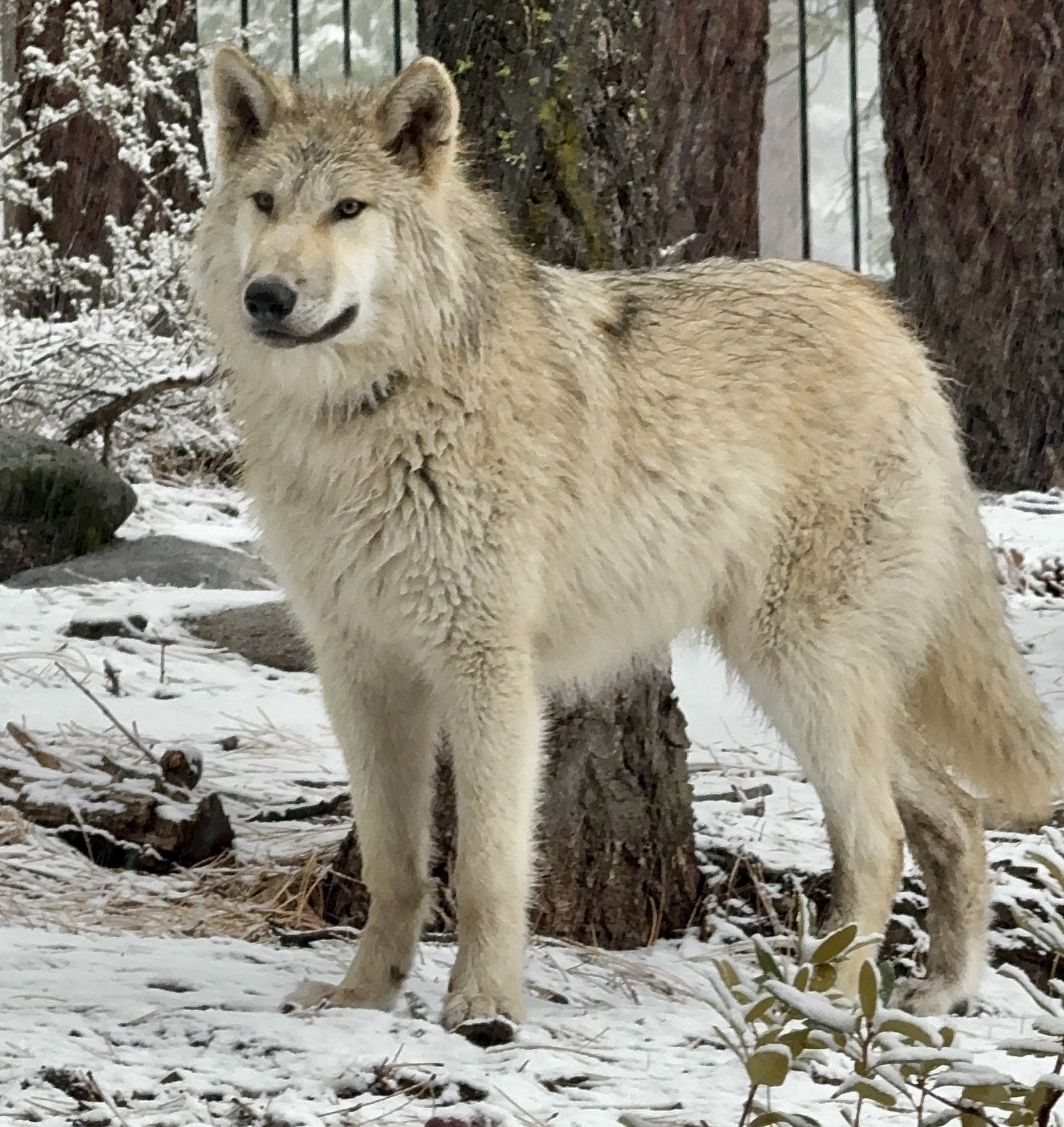 Nunarjuaq “Nuni,” Tahoe Wolf Center’s large rescued wolf, standing in a snowy forest