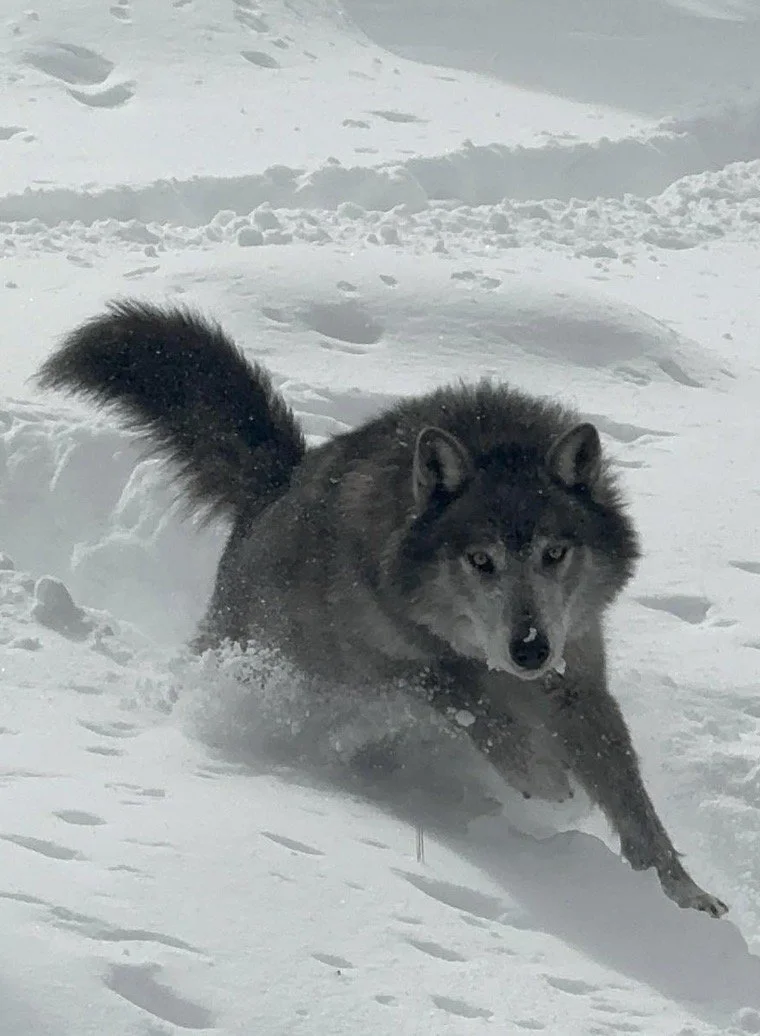 Dark gray wolf walking through the snow.