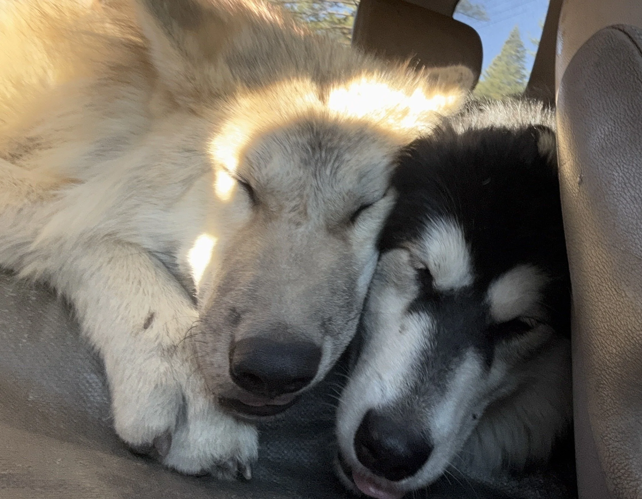 Tan wolf resting beside a black-and-white Malamute.