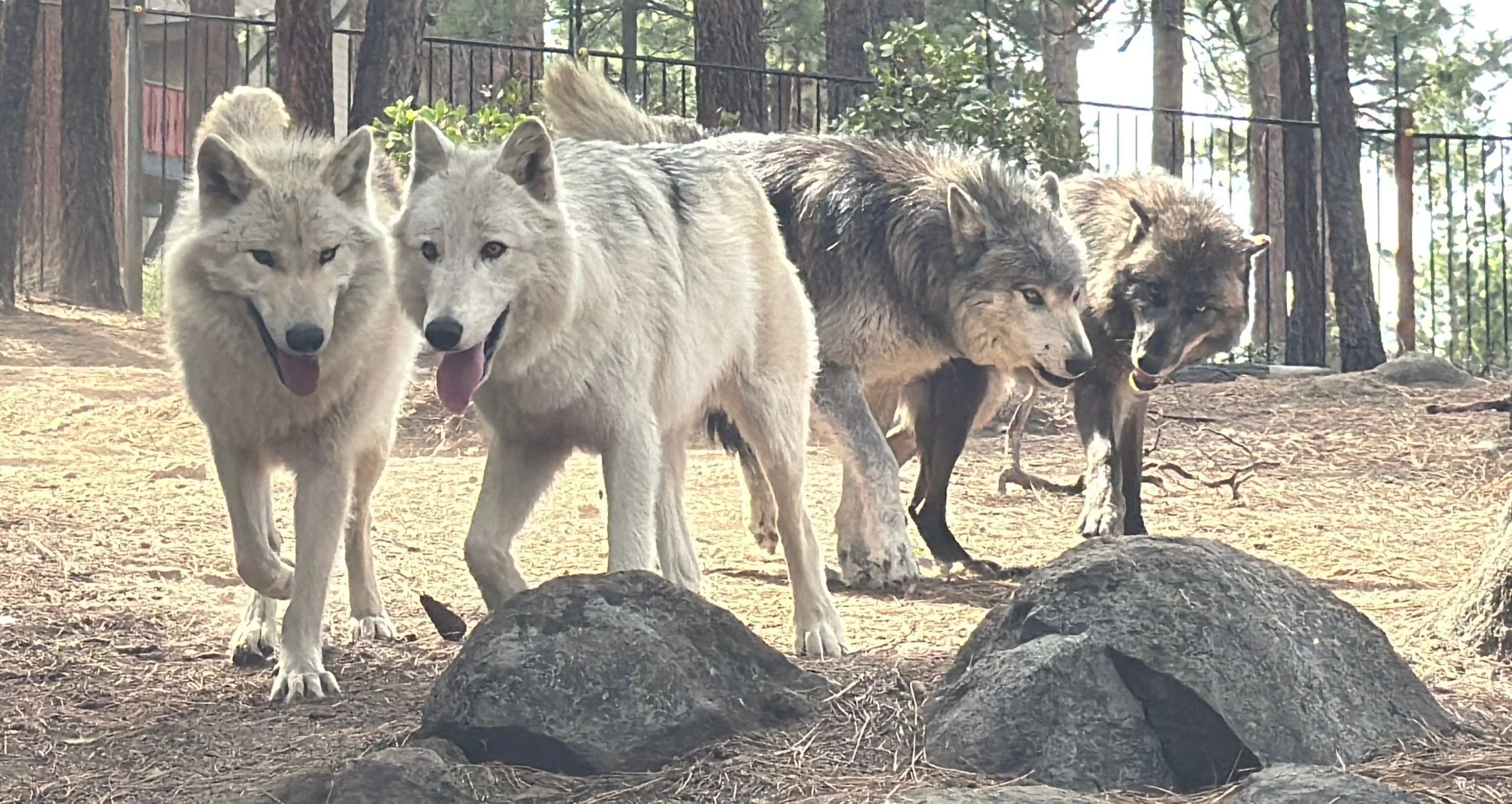 Tahoe Wolf Center’s resident pack standing together in their forest enclosure