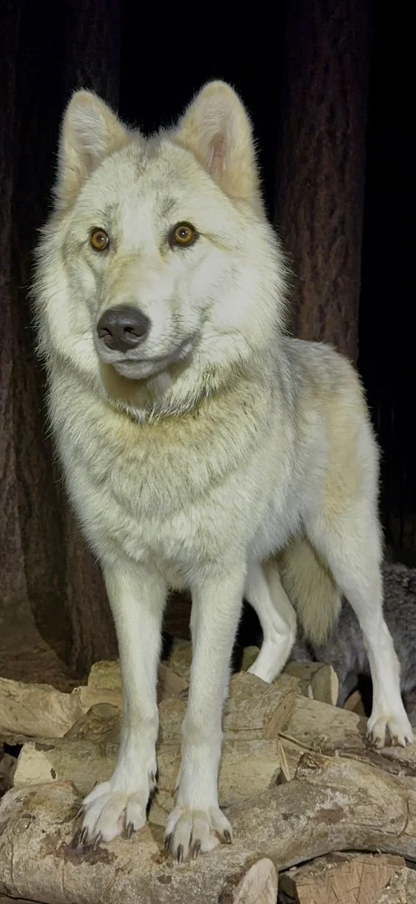 Gray-and-white wolf standing in a shaded enclosure.