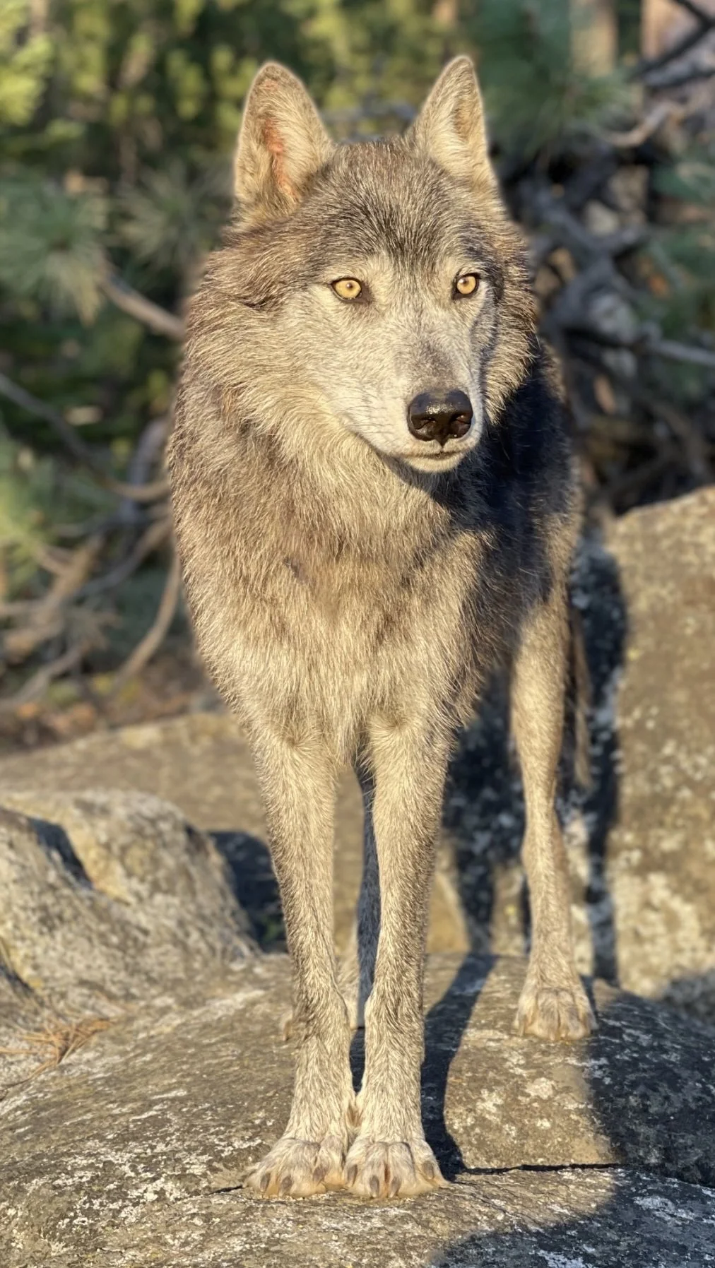 Gray wolf standing on sunlit rocks.