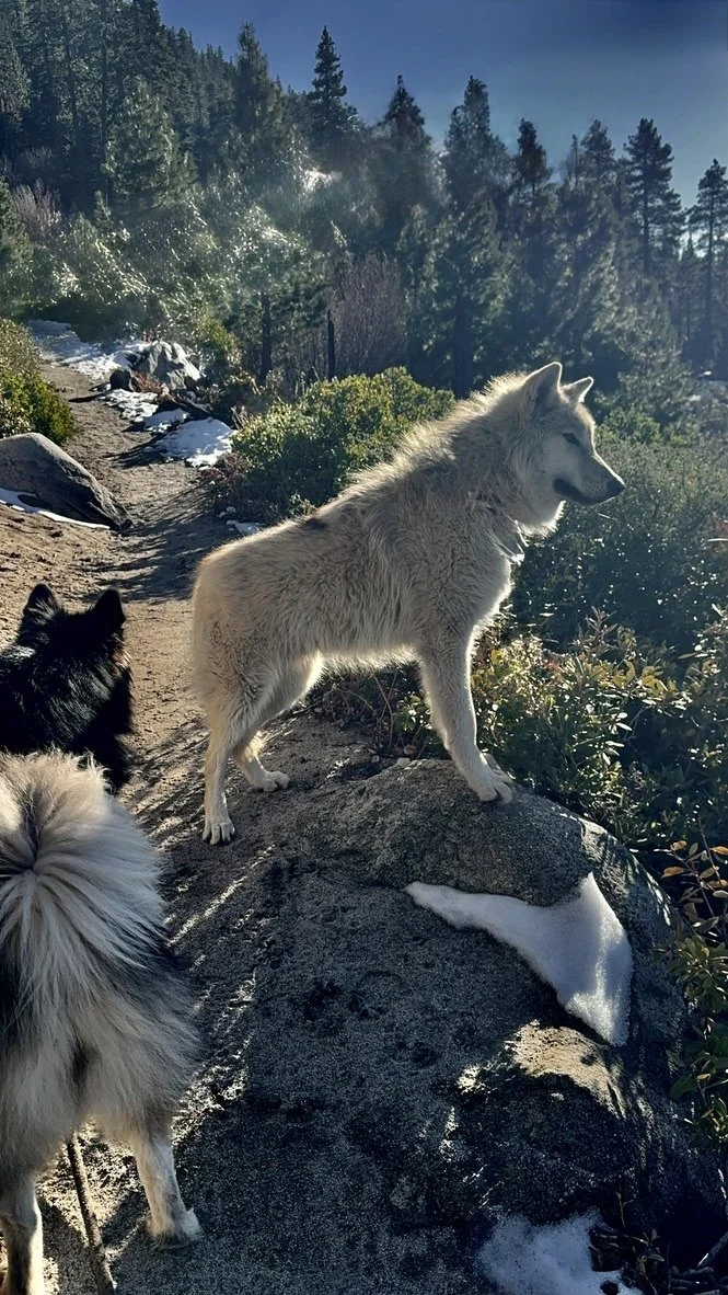 Gray wolf walking across rocky terrain.