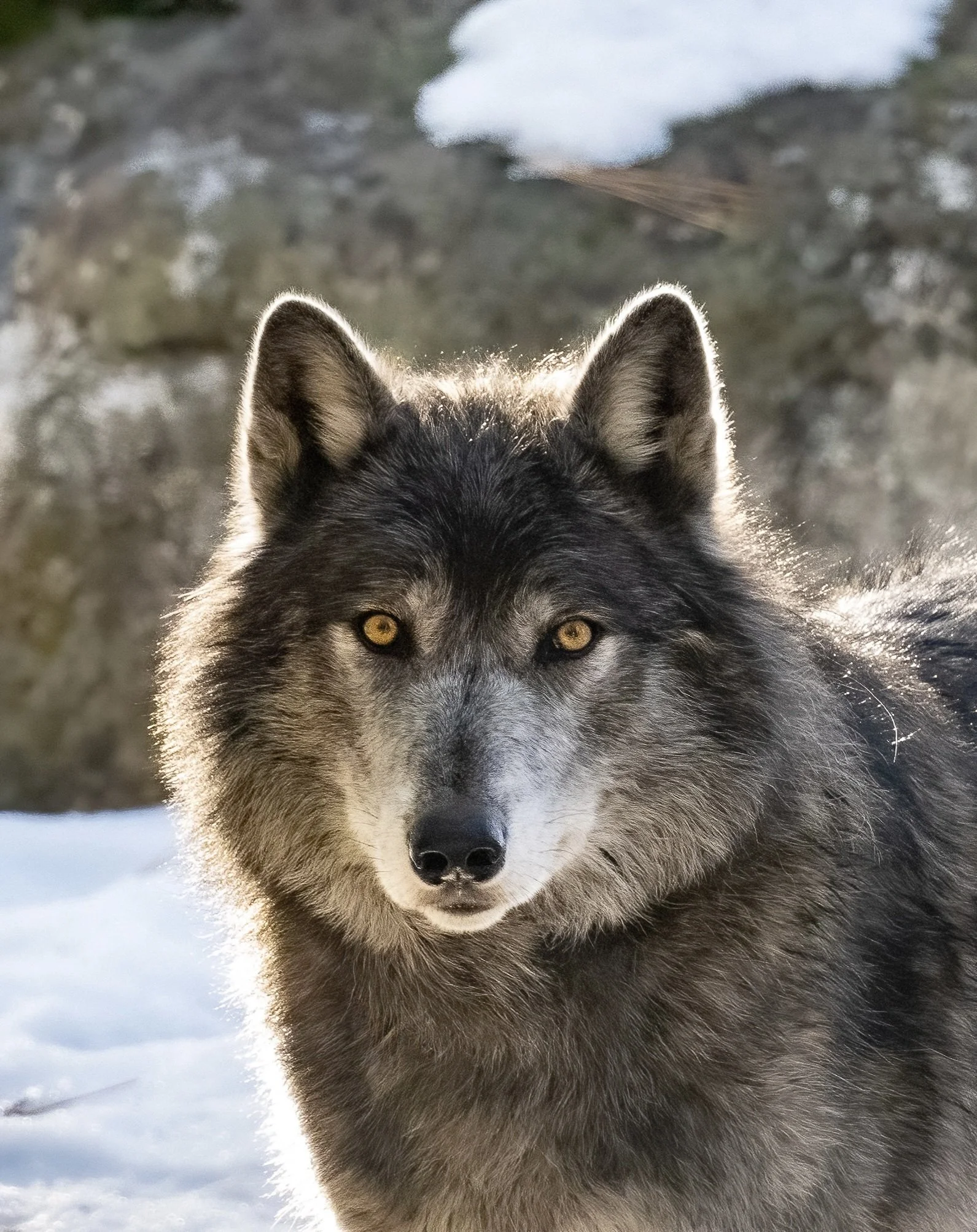 Iqniq, a seven-year-old male Northern Rocky Mountain wolf, looking directly at the camera in snow