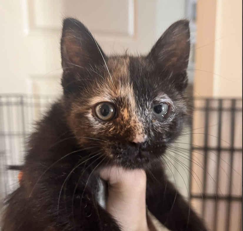 Screenshot 2025-10-26 at 5.31.07 PM.png