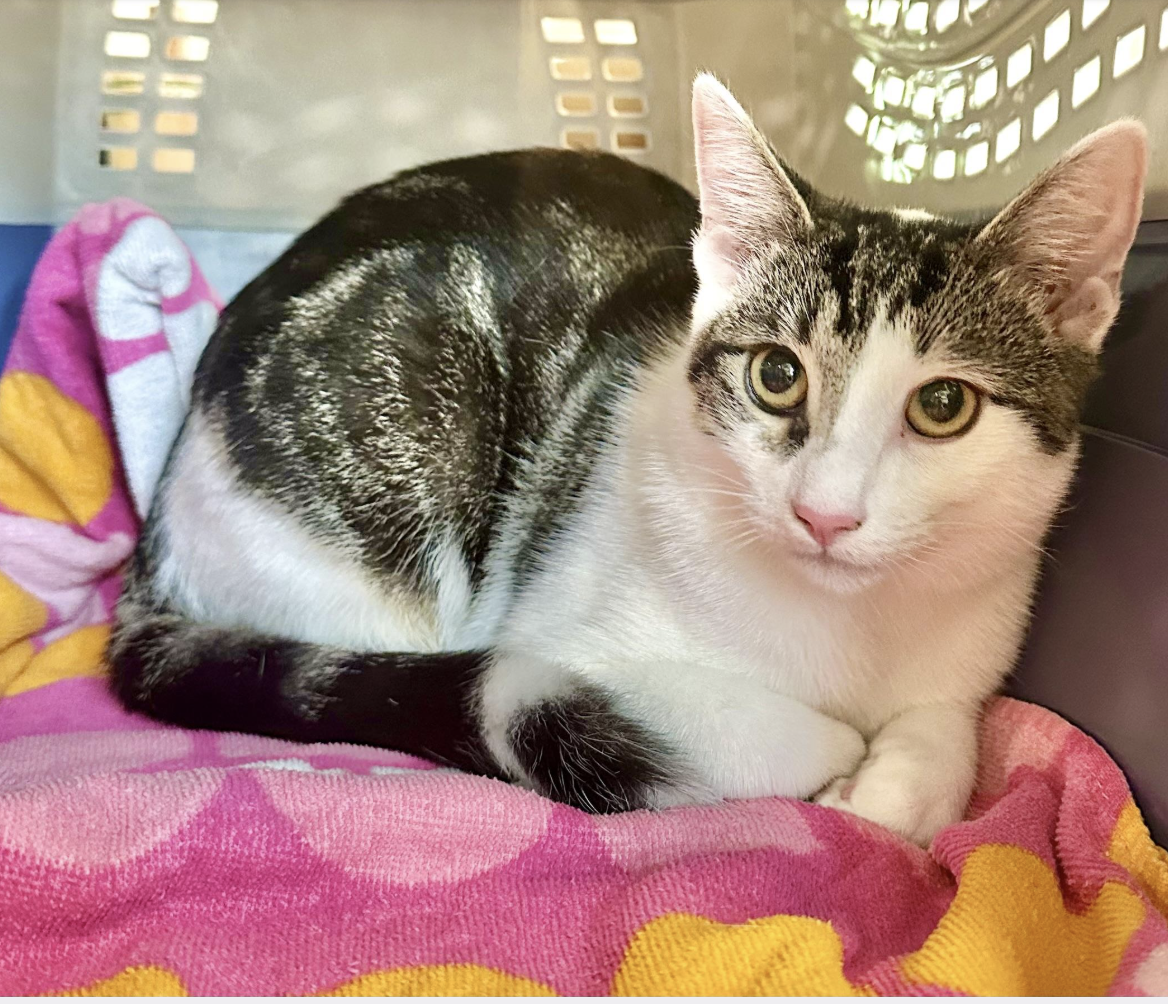 Screenshot 2025-08-31 at 8.20.32 AM.png