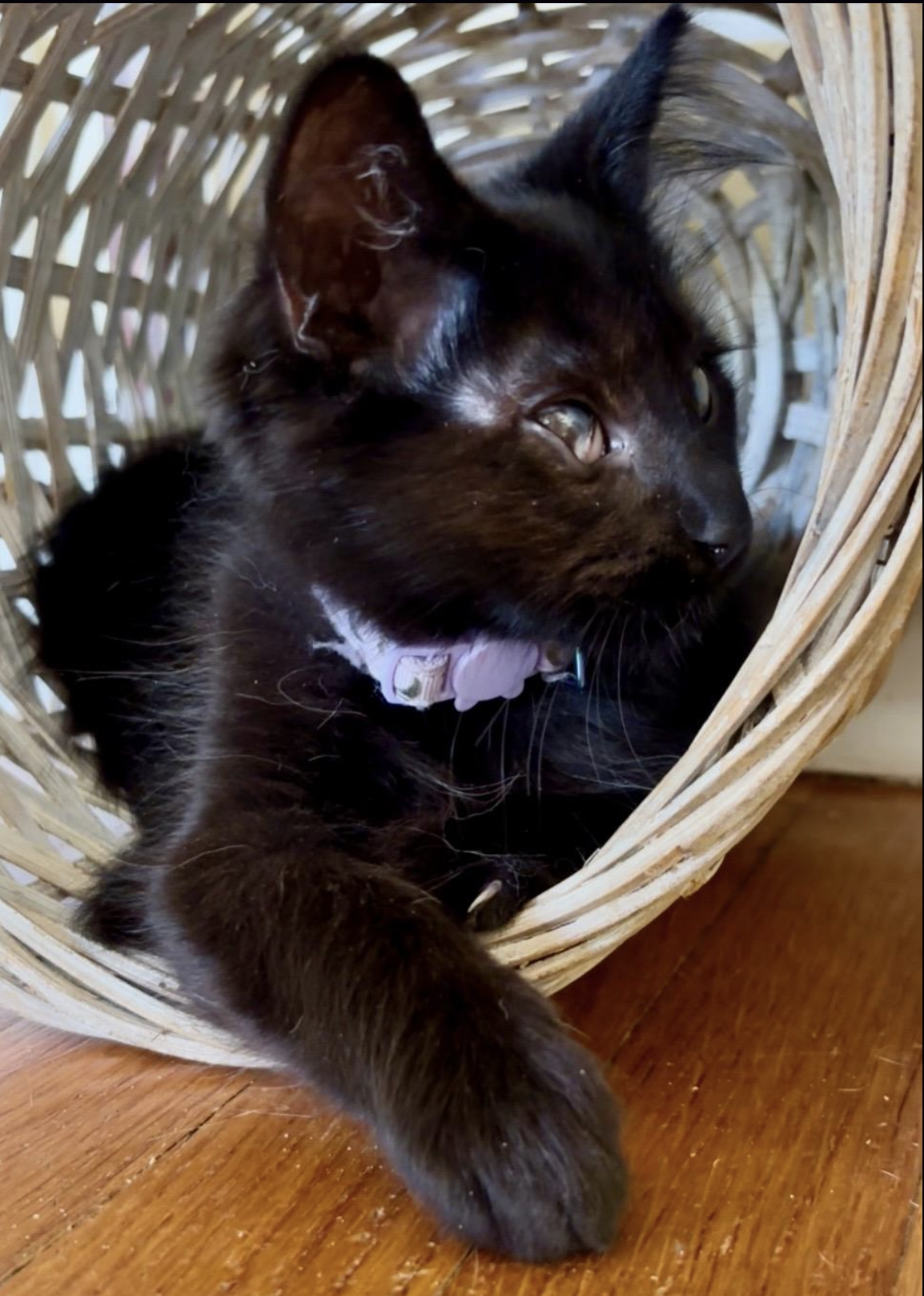 Screenshot 2025-11-10 at 6.08.26 PM.png