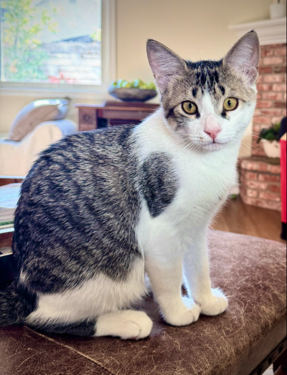 Screenshot 2025-11-13 at 12.50.51 PM.png
