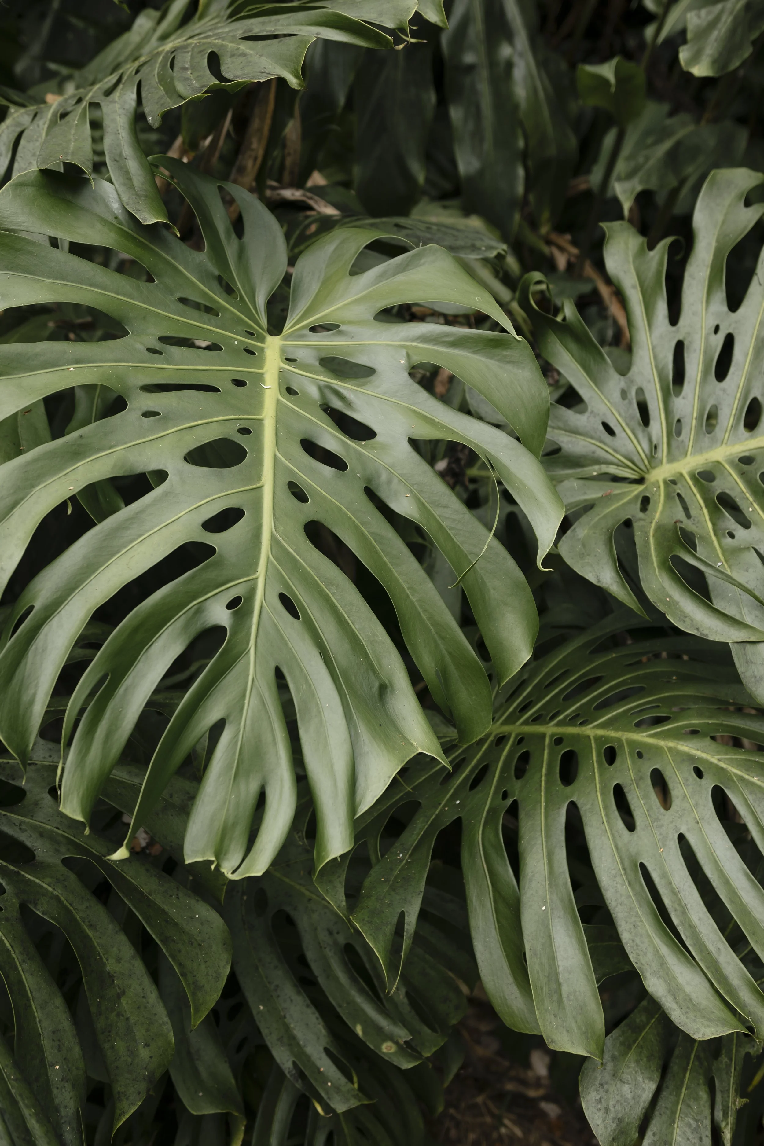 Close-up of green monstera leaves with distinctive holes.