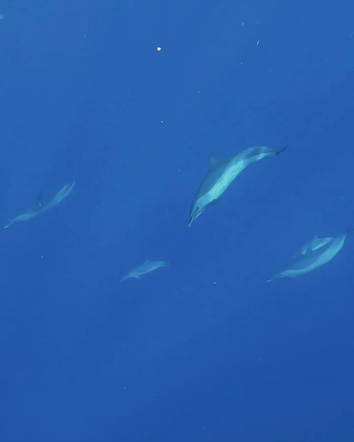 libra szn highlights: swimming with dolphins in the wild, best friends that give me life, sunsets and moonrises, waterfalls and rainbows, Kyne and Kaia forever ✨