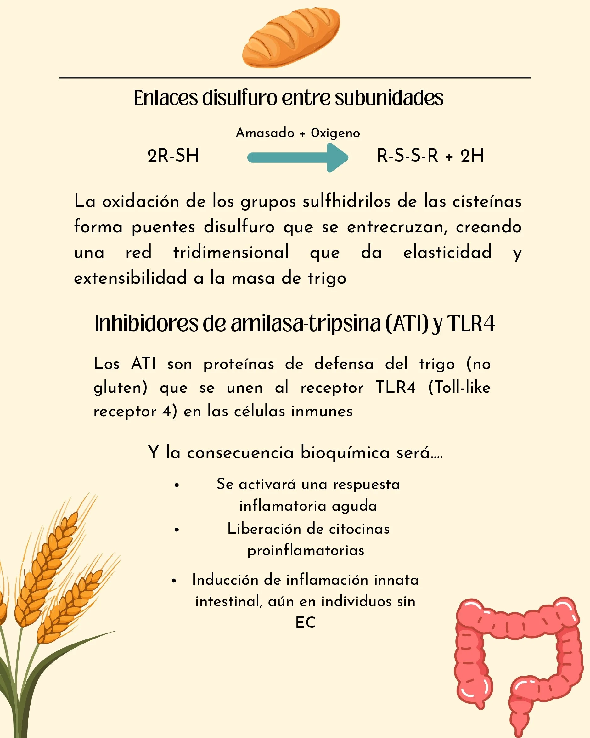Hablemos de Gluten_page-0004.jpg