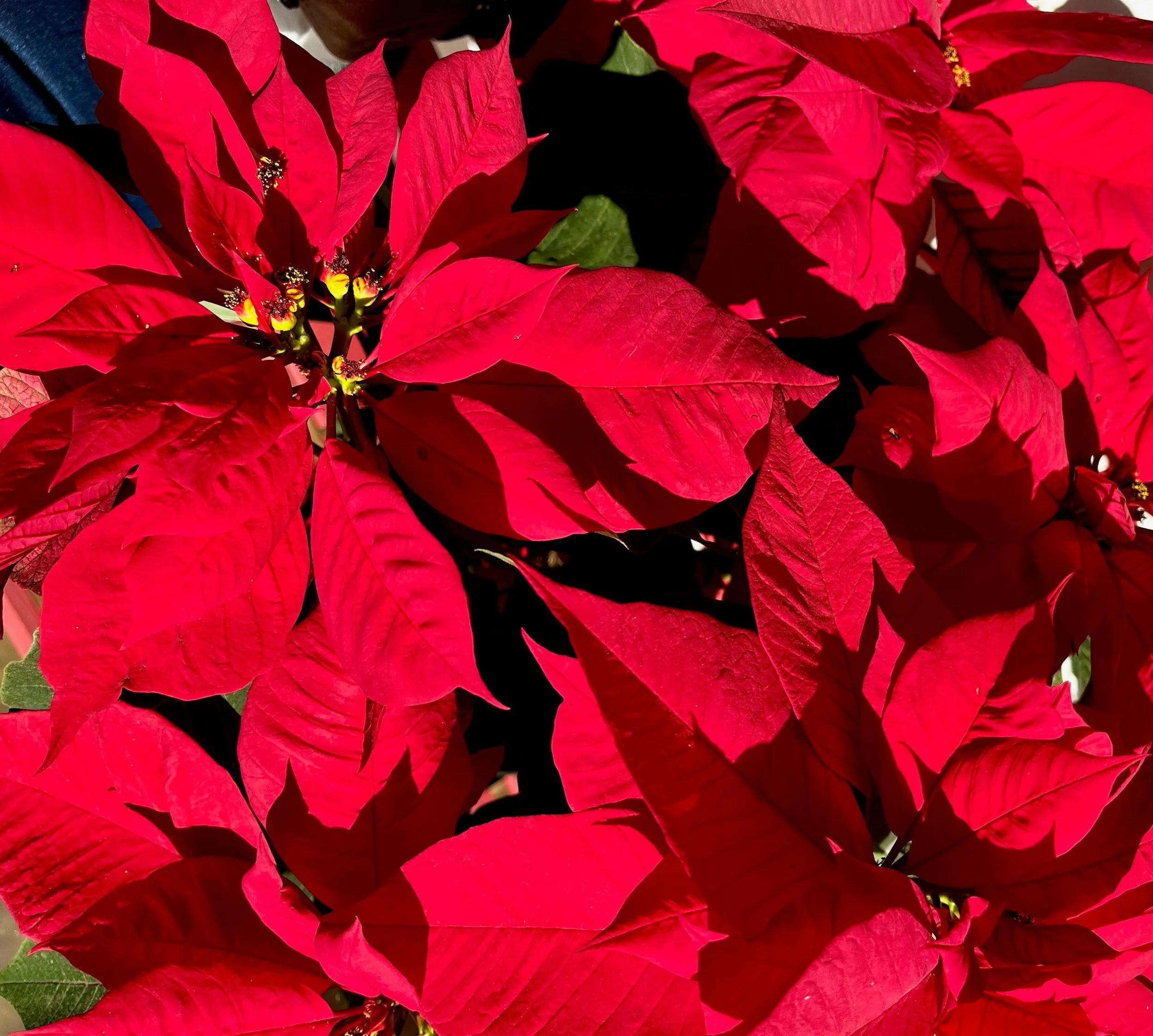 Nochebuena y sus componentes benéficos para la salud