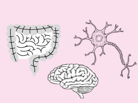 El sistema digestivo: relación con eje-intestino-cerebro