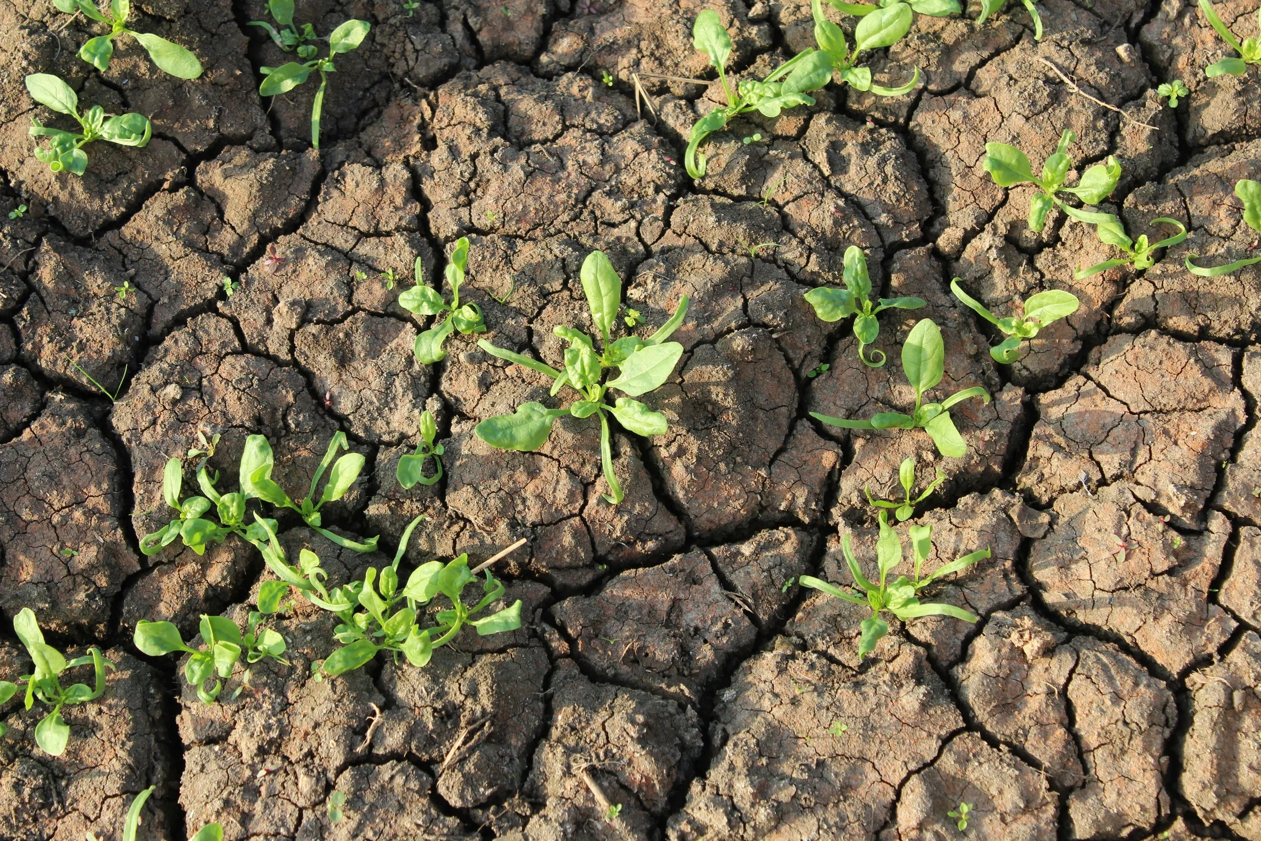 Estrés Abiótico Post-Cosecha: Bioenriquecimiento vegetal 