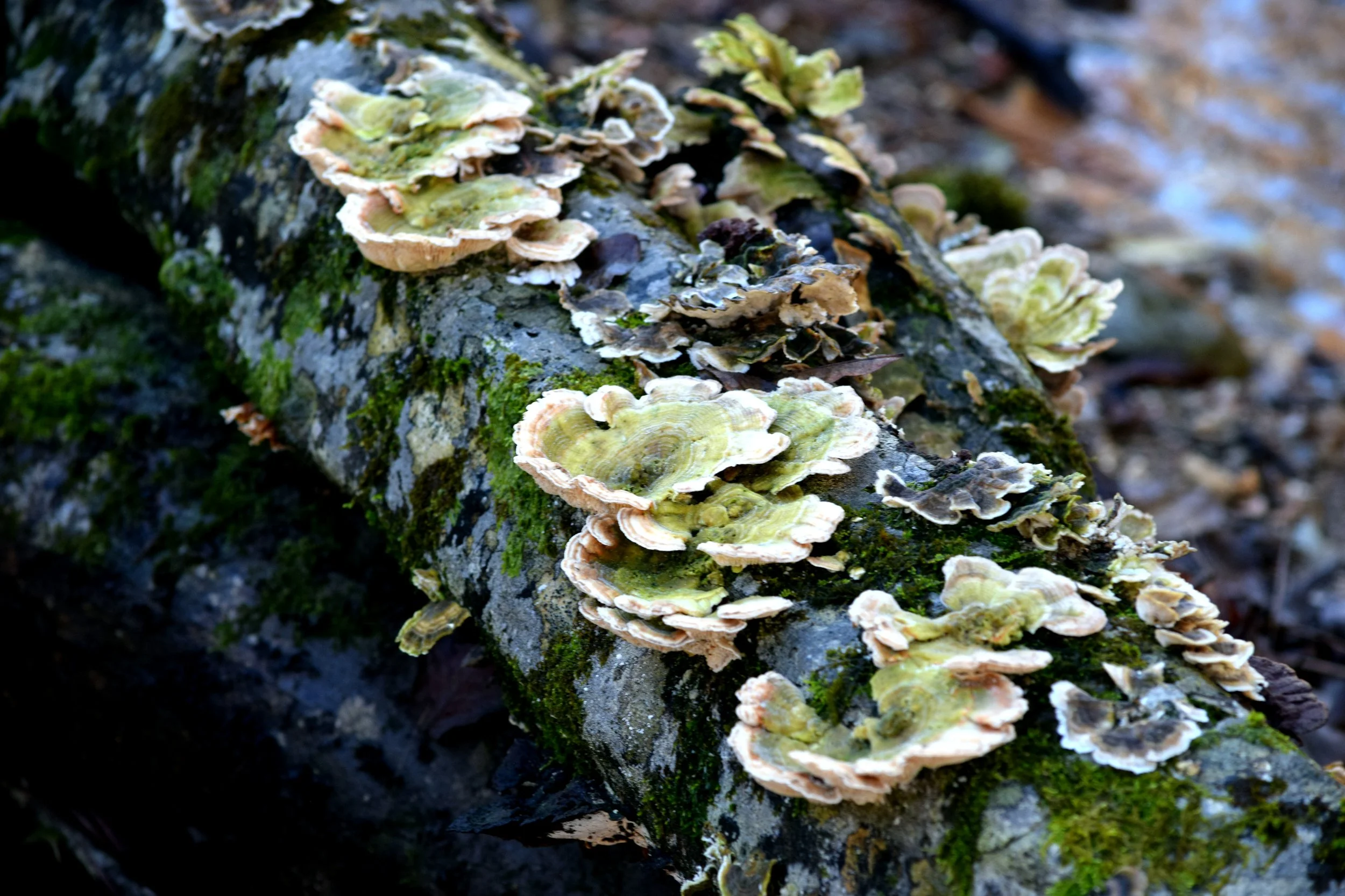 Turkey tail.jpg