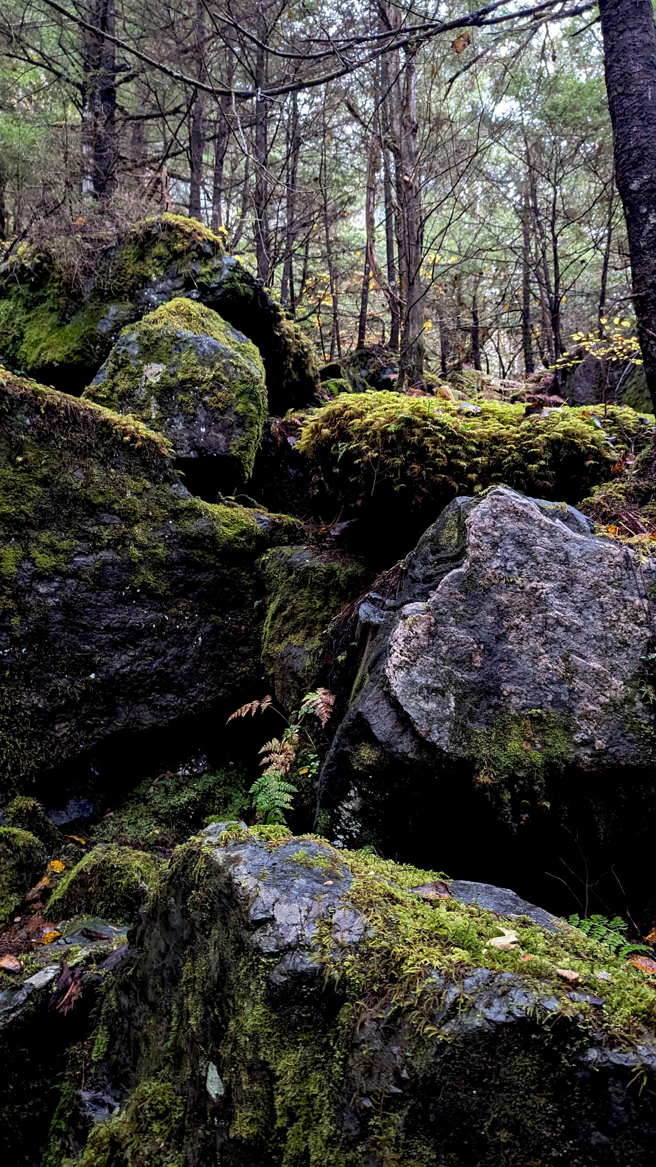 Perseverance Trail Rocks.jpg