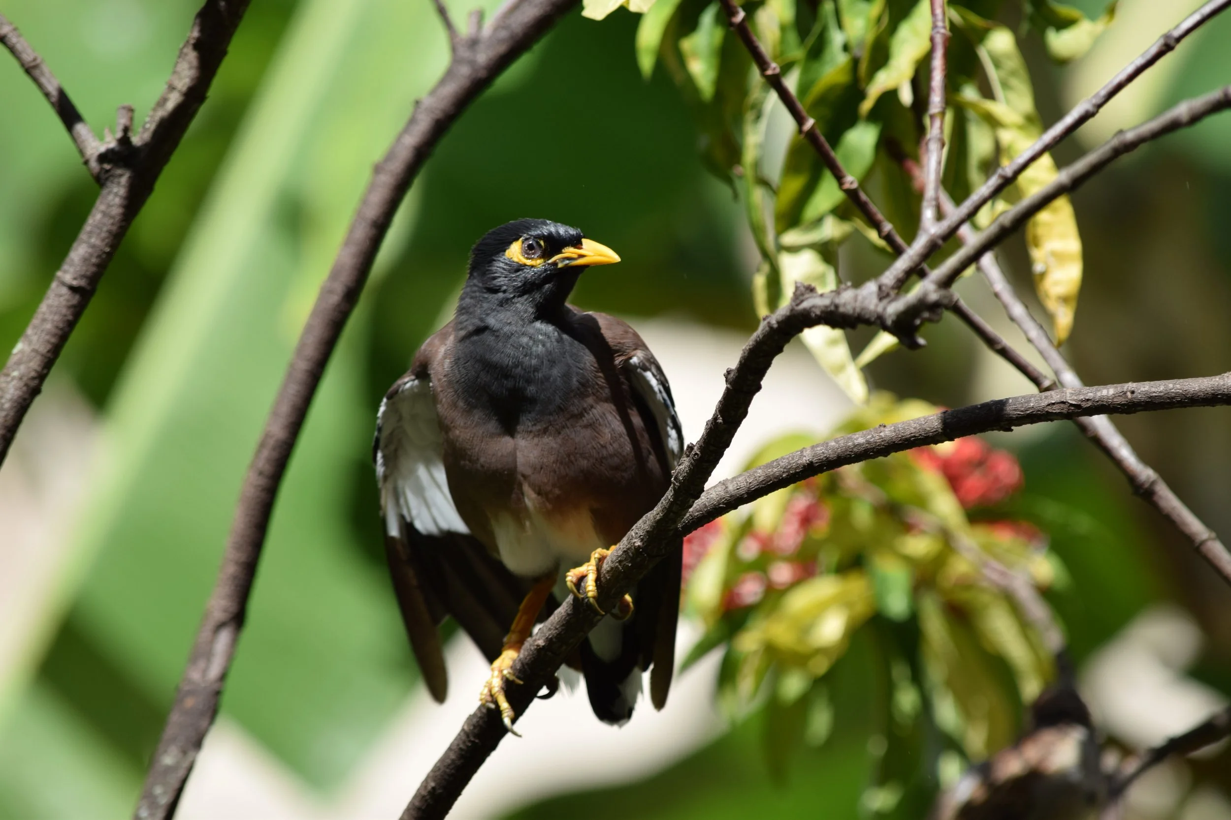 Hawaii Big Bird .JPG