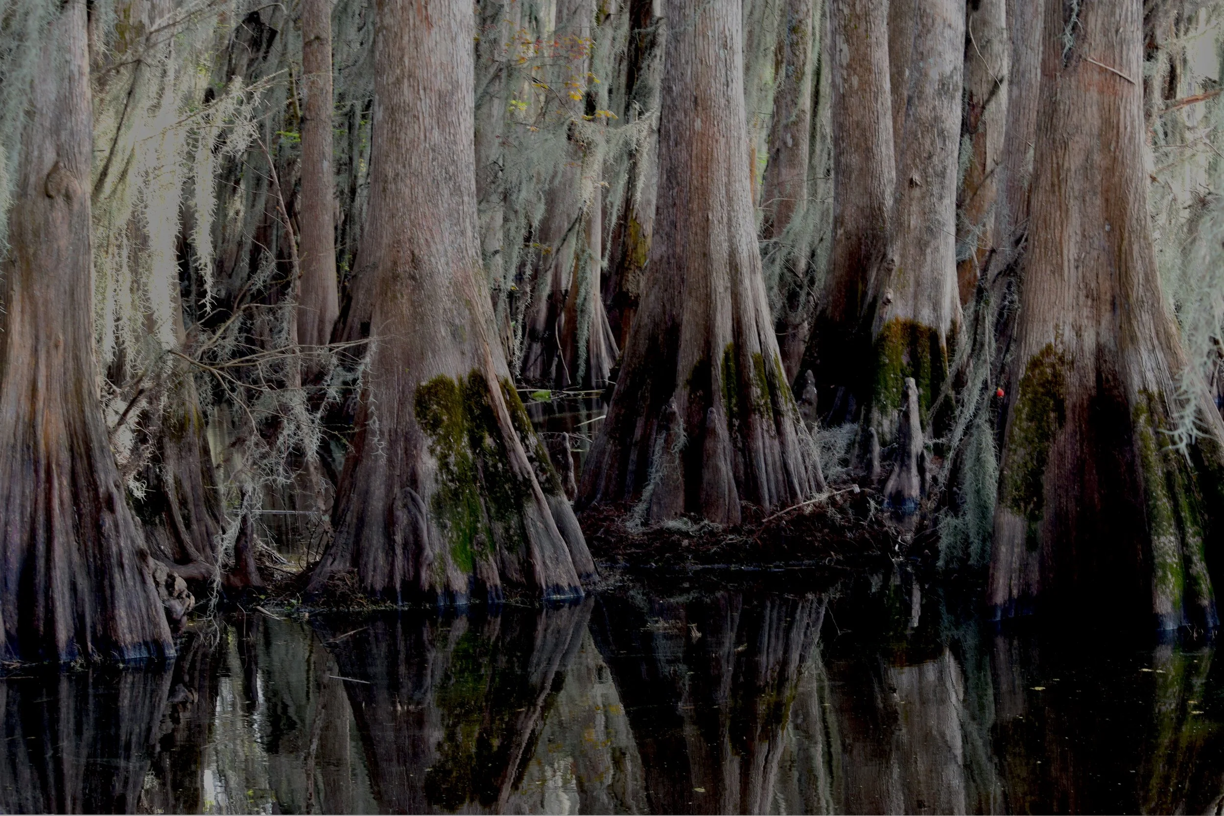 Sand, Cypress & Swamp Trails | Florida