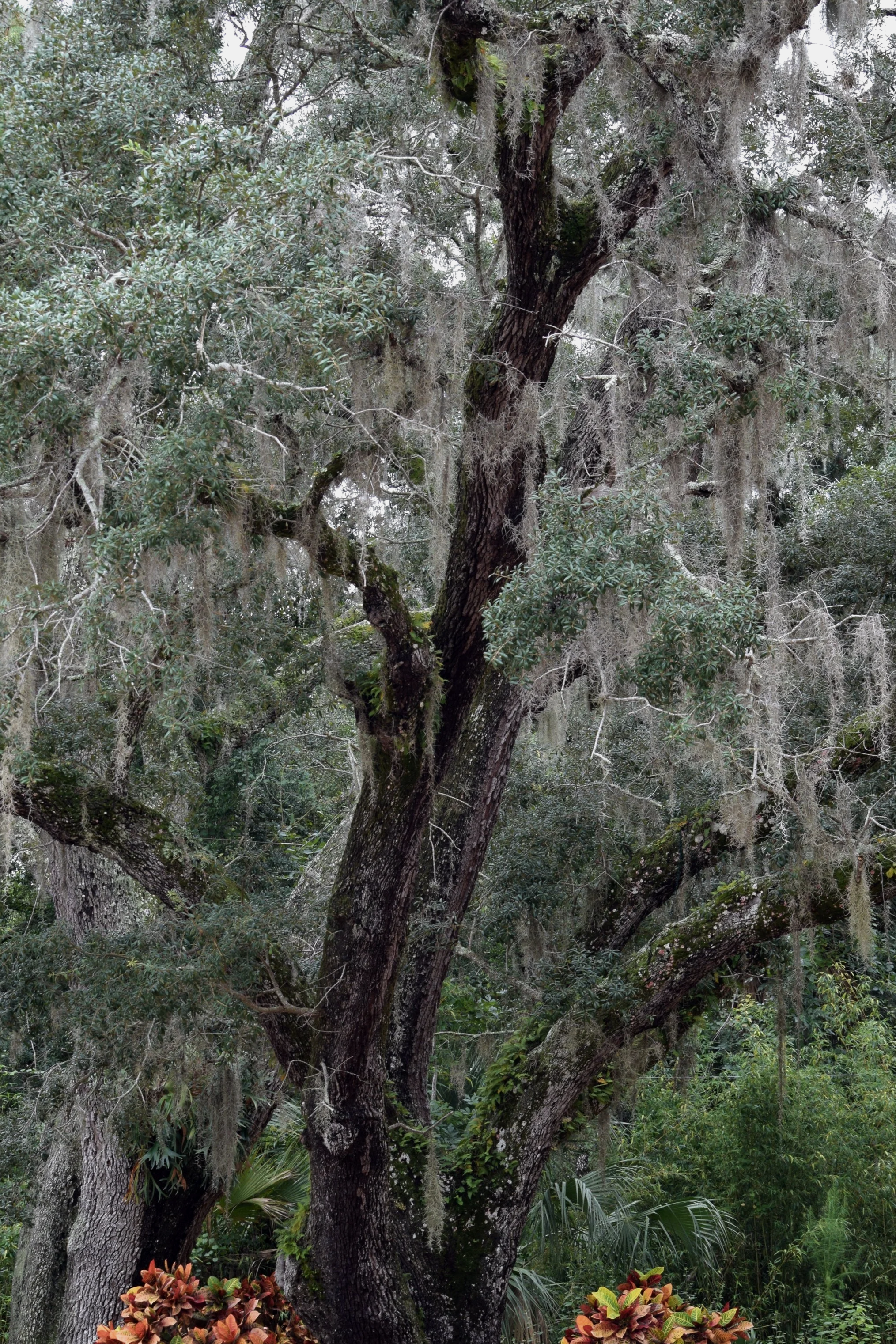 The Hush Beneath the Oaks