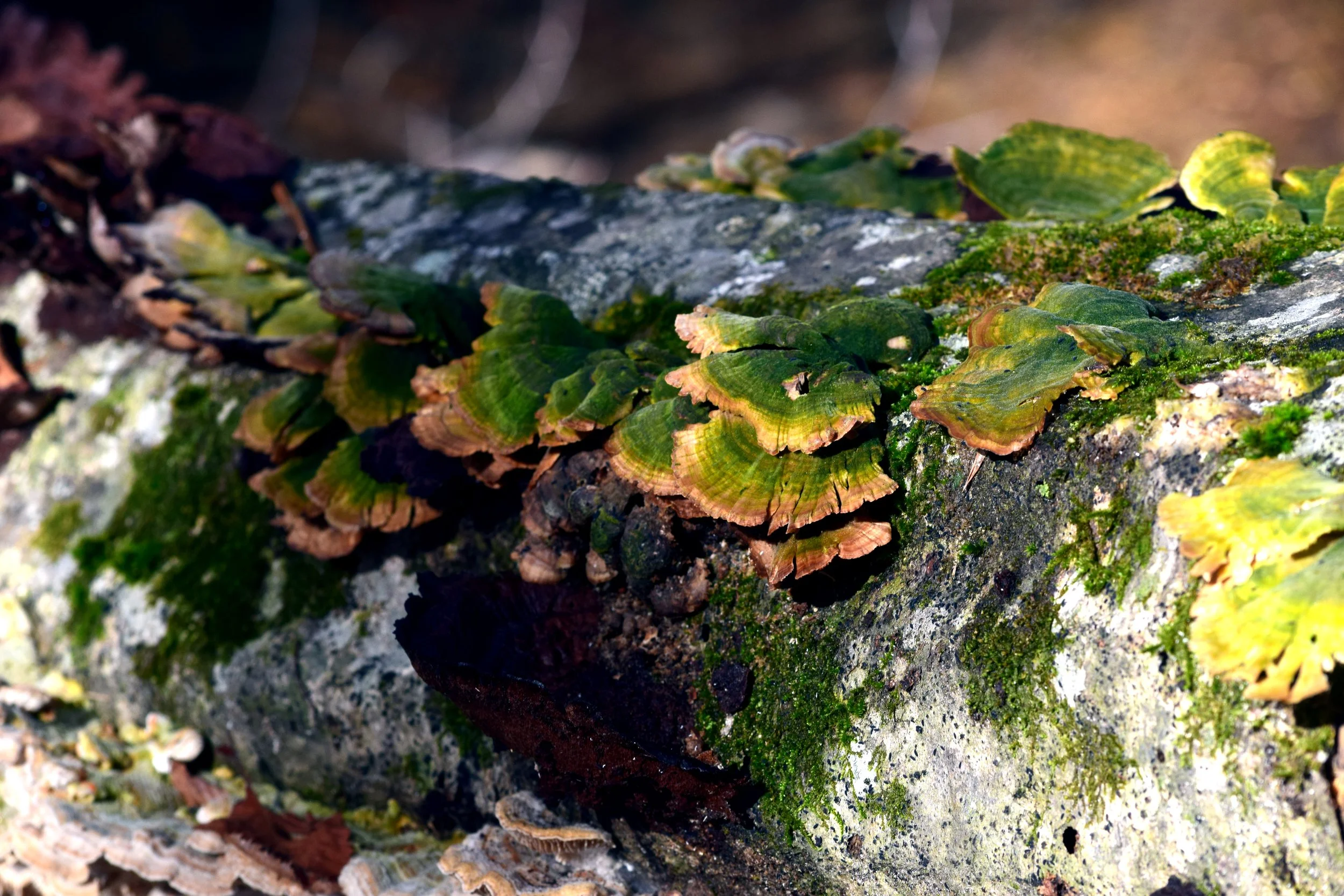 Turkey Tail Fungi.jpg