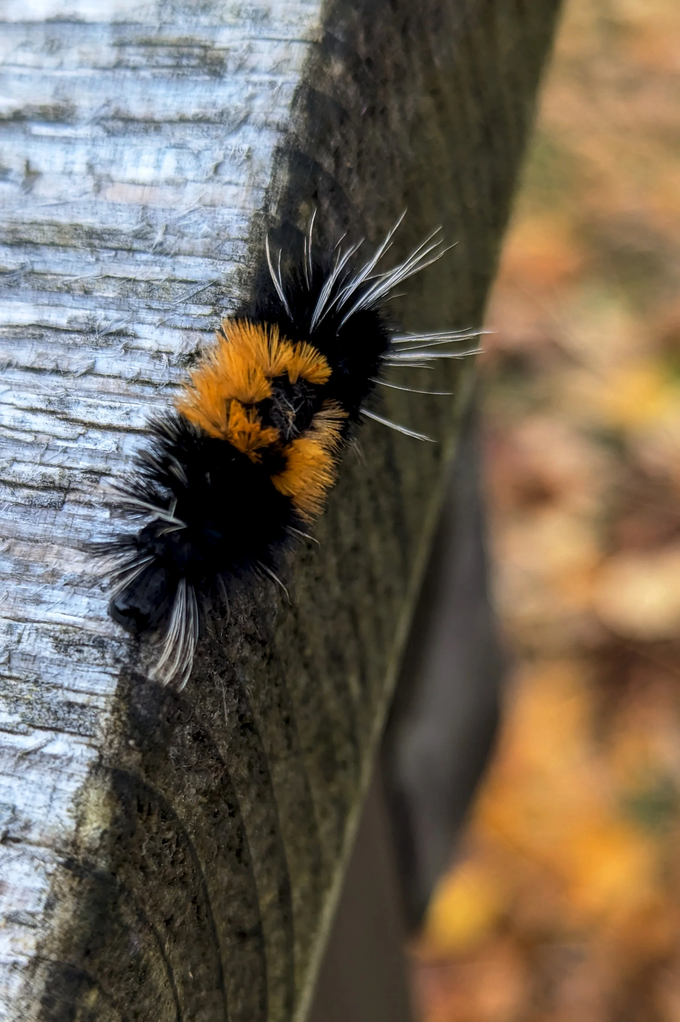 SKWY AK Wooly Bear.jpg