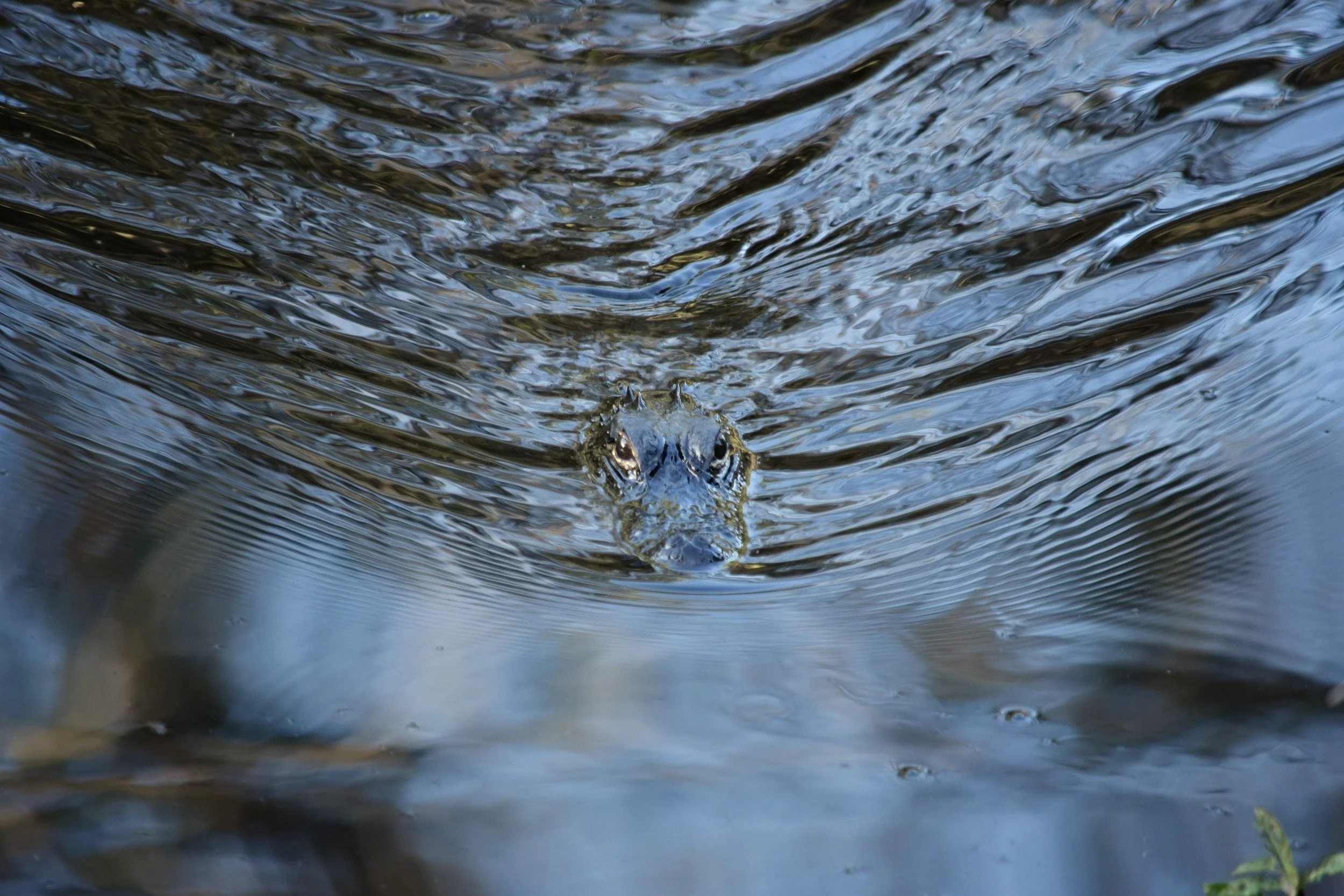 processed_DSC_0270 (1)~3.JPG
