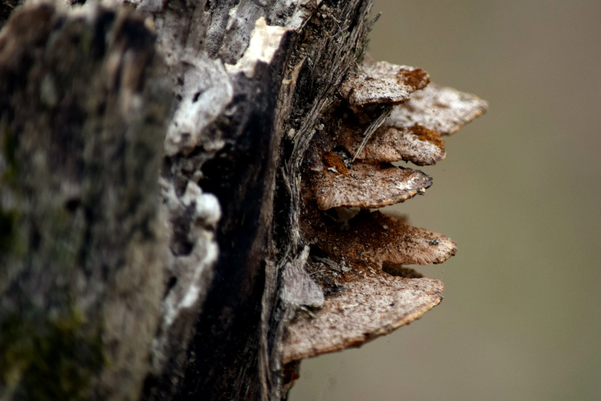 Turkey Tail Mushrooms.jpg