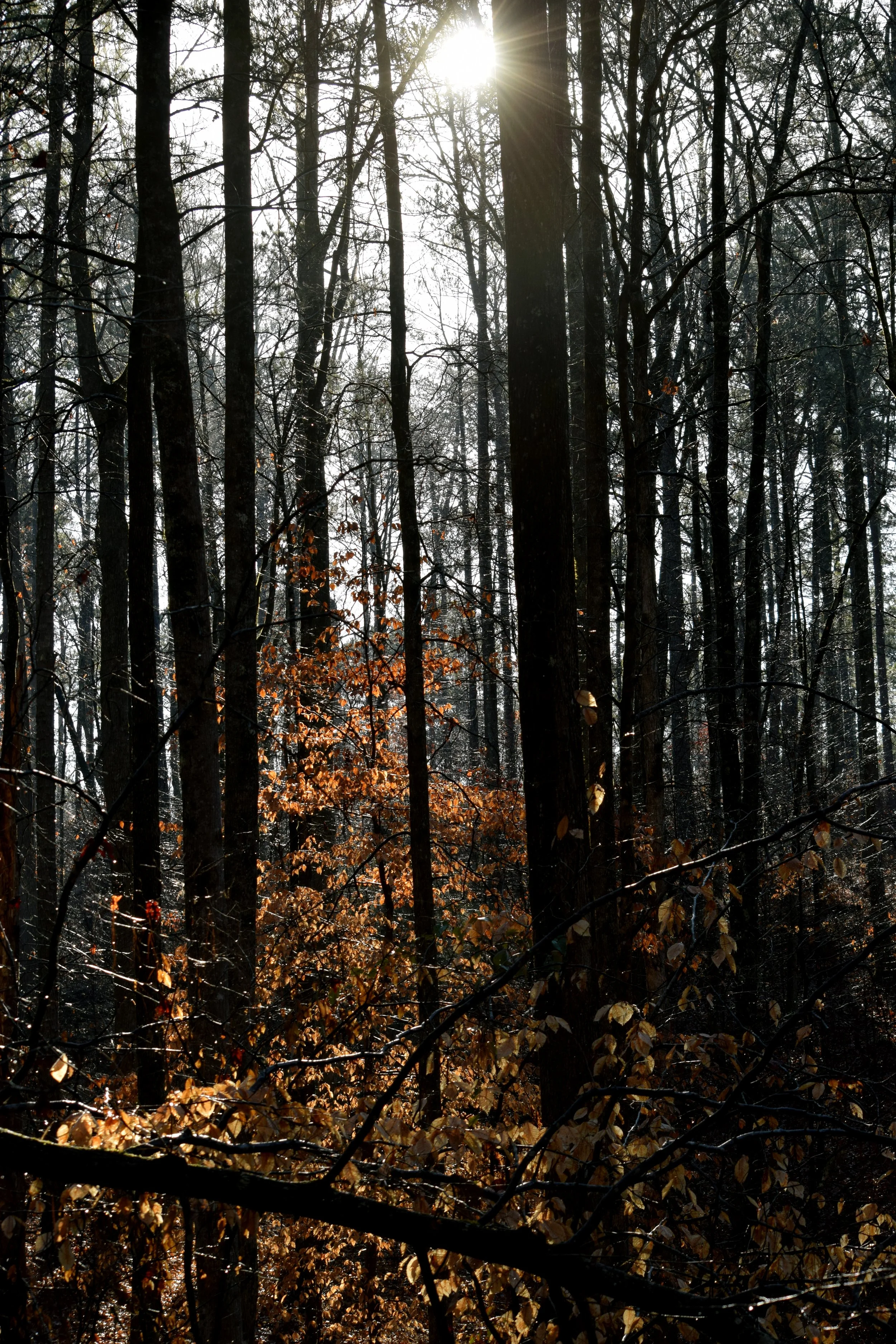 Sunshine on the Trail.jpg