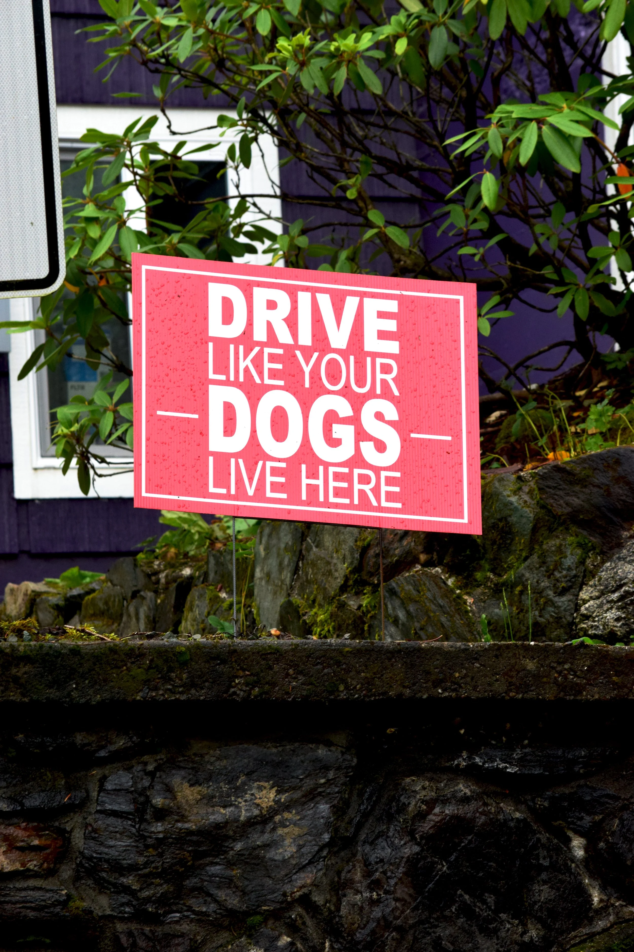 JN AK Drive like Your Dogs Live Here.jpg