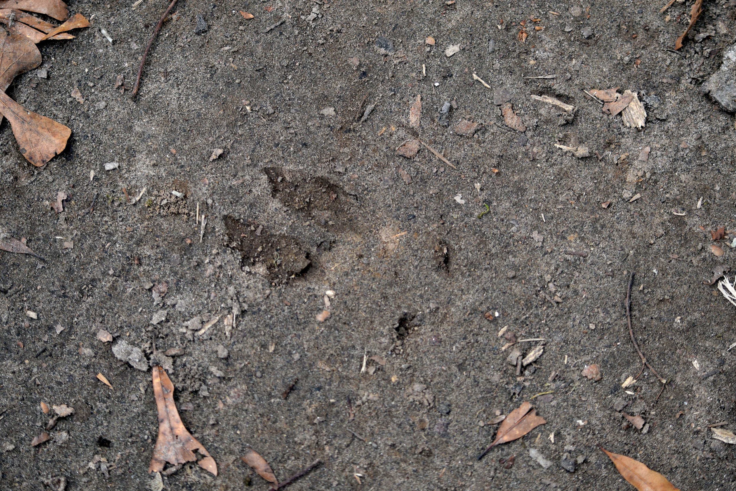 Deer Print.jpg