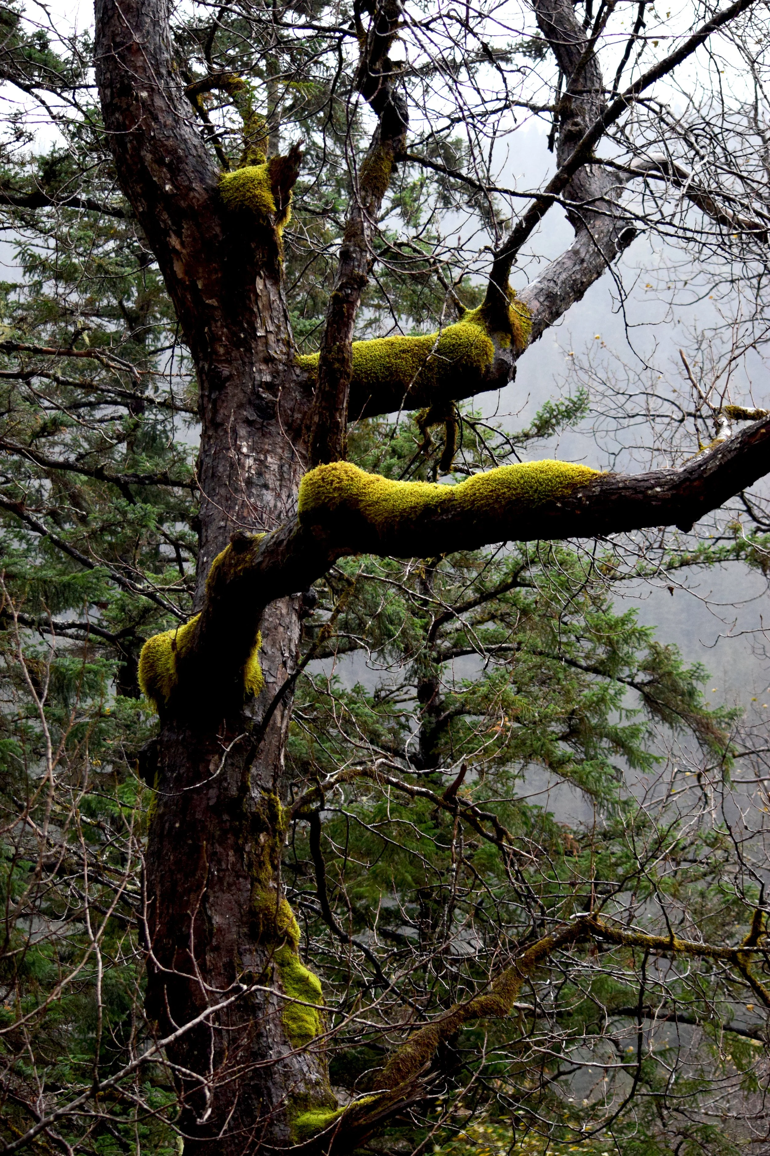 JN AK Mossy Tree.jpg