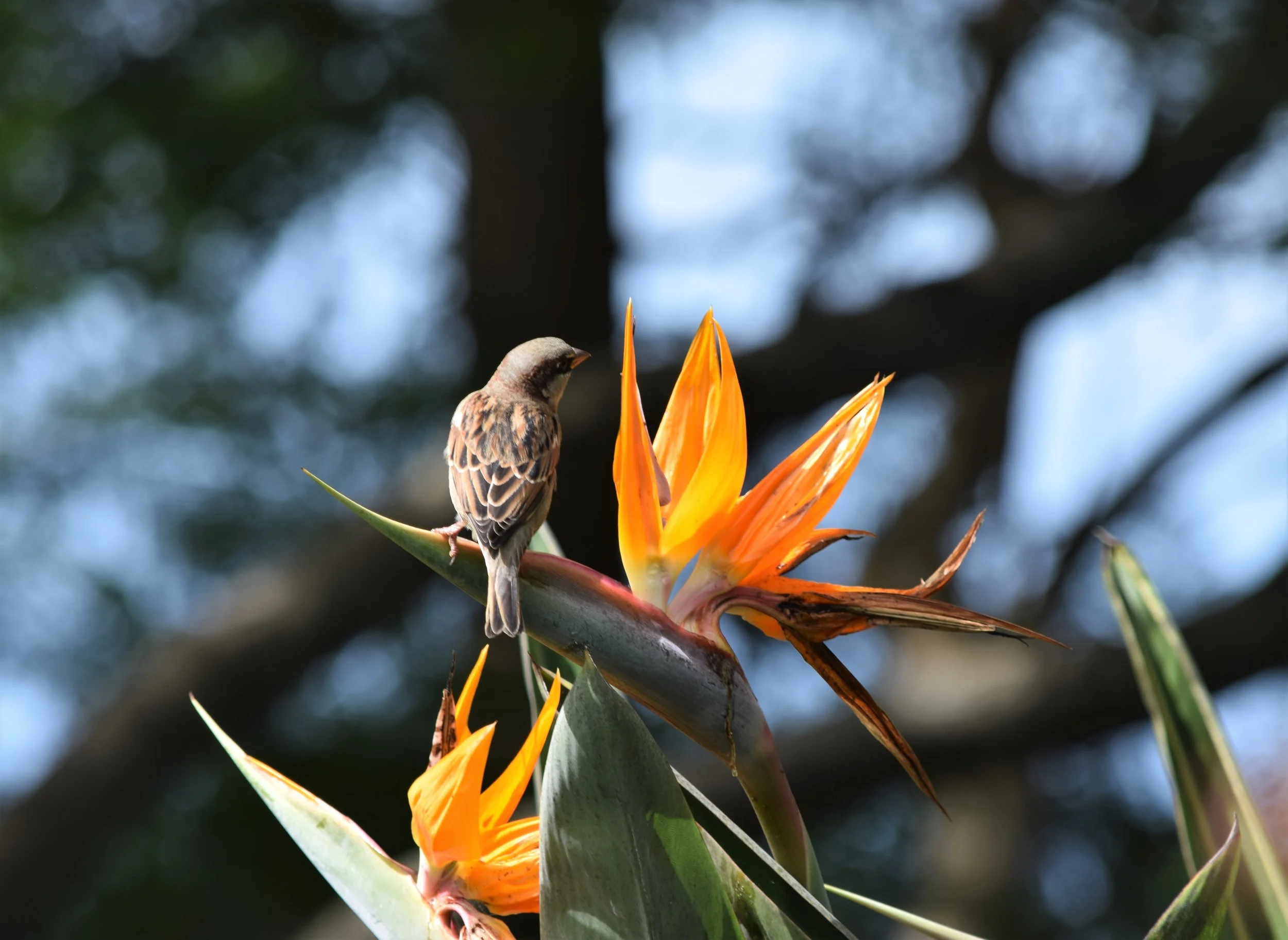 Hawaii Song Bird on Flower.jpg