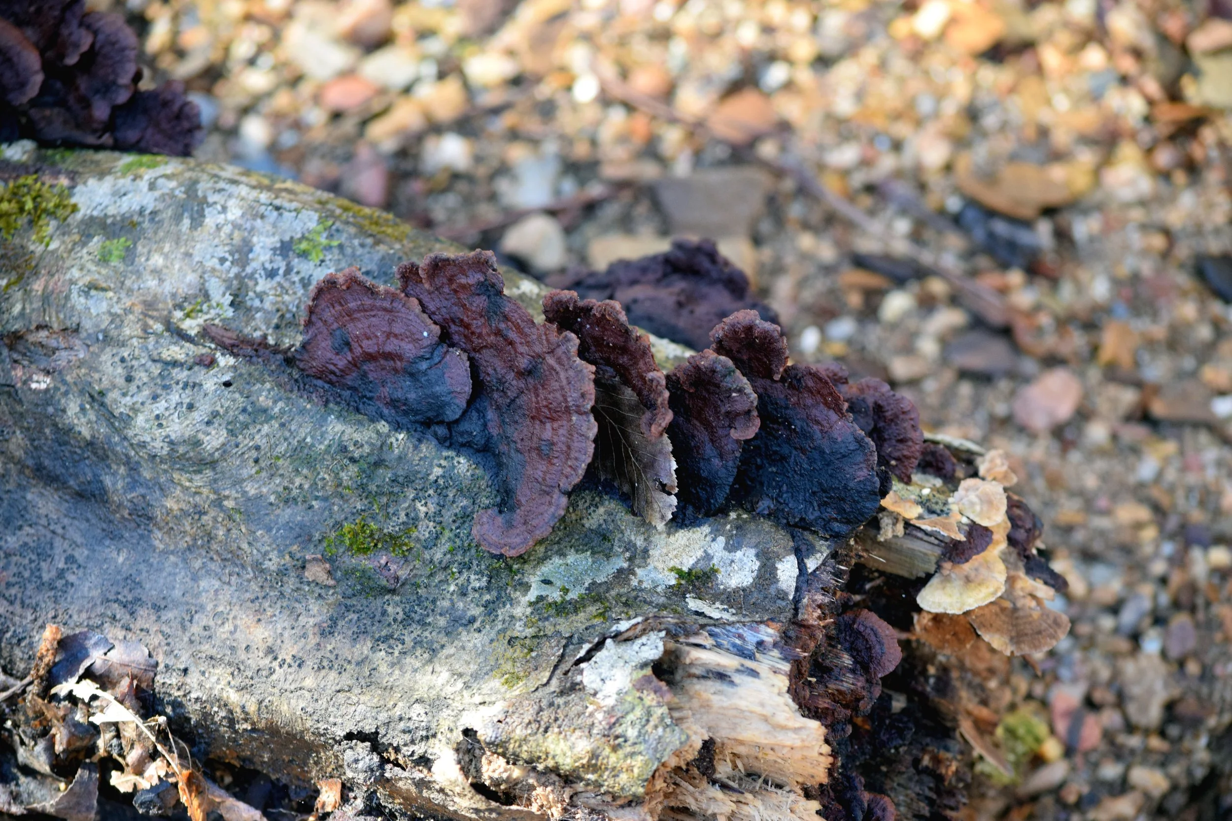 Turkey Tail Mushroom.jpg