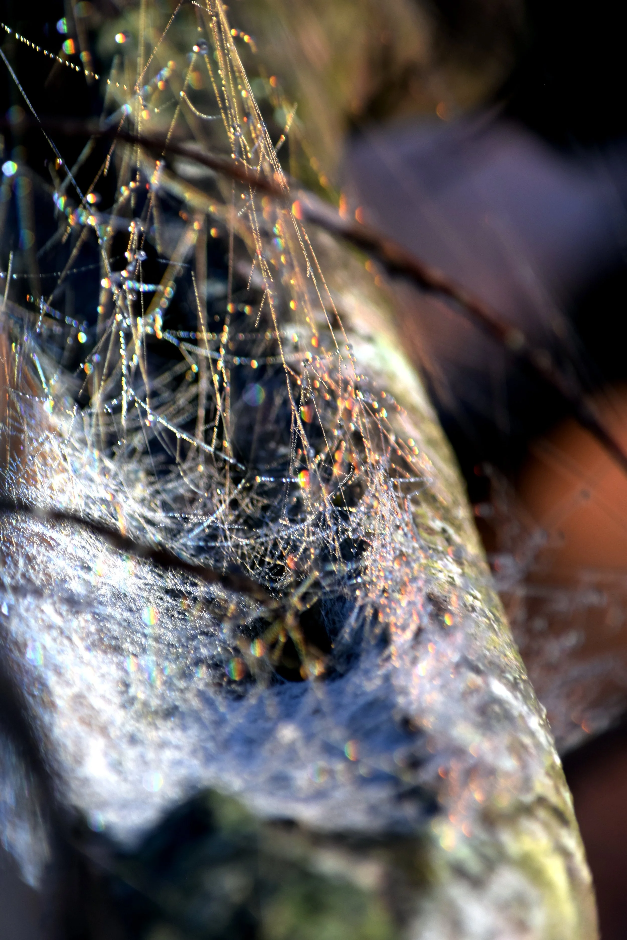 Spider Webs in Alabama.jpg