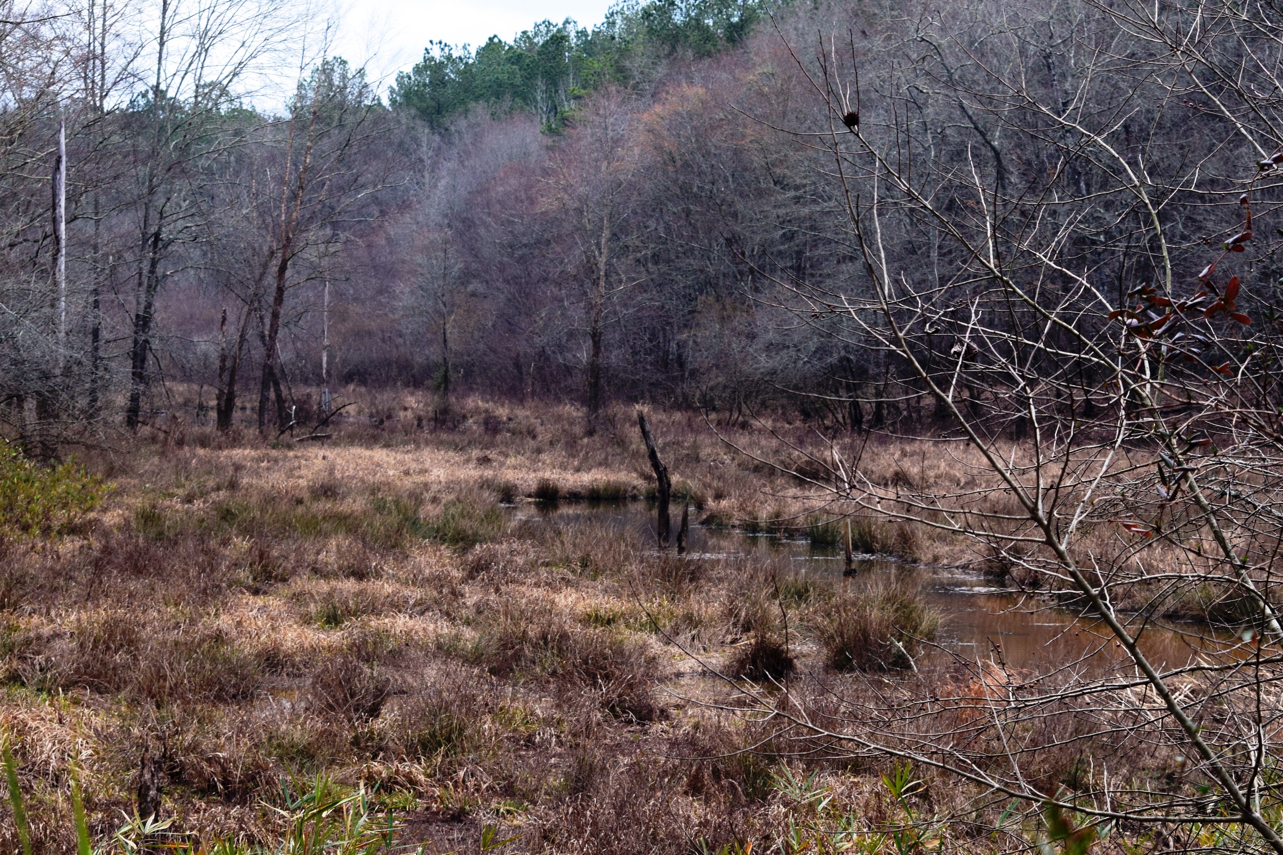 Chattahoochee Bend State Park Beaver Dam.jpg