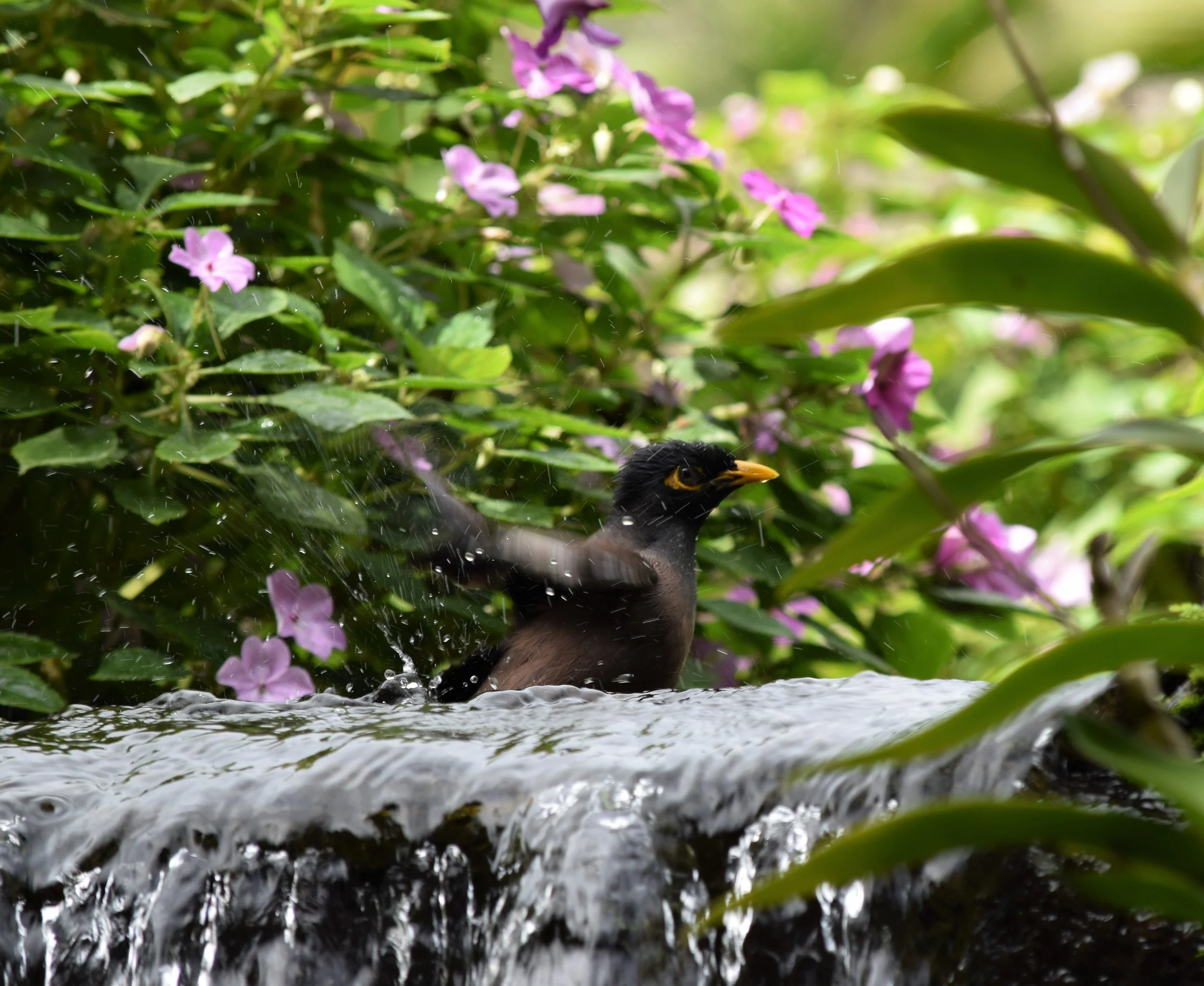 Hawaii Bird Playing.jpg