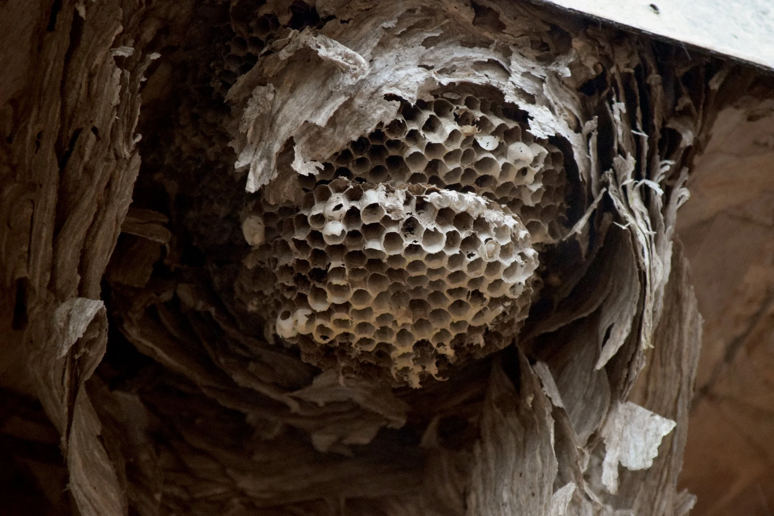 Hornet Nest.jpg