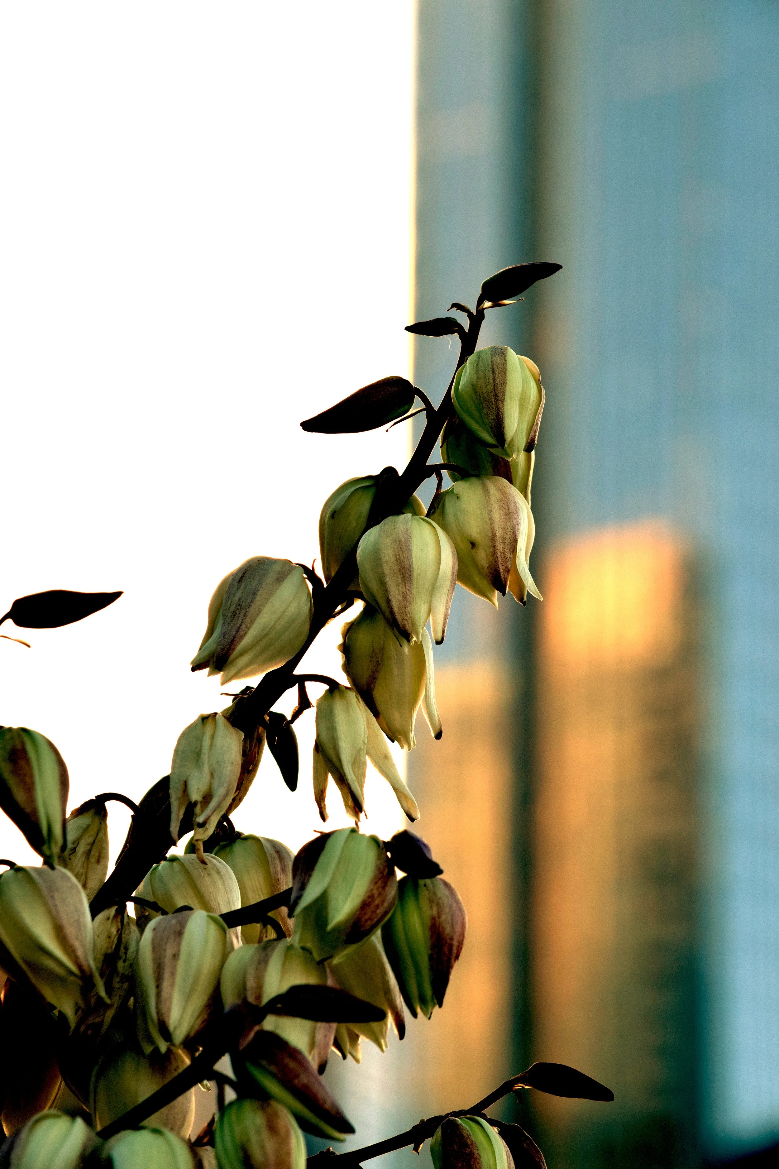 SA Yucca rupicola 2.jpg