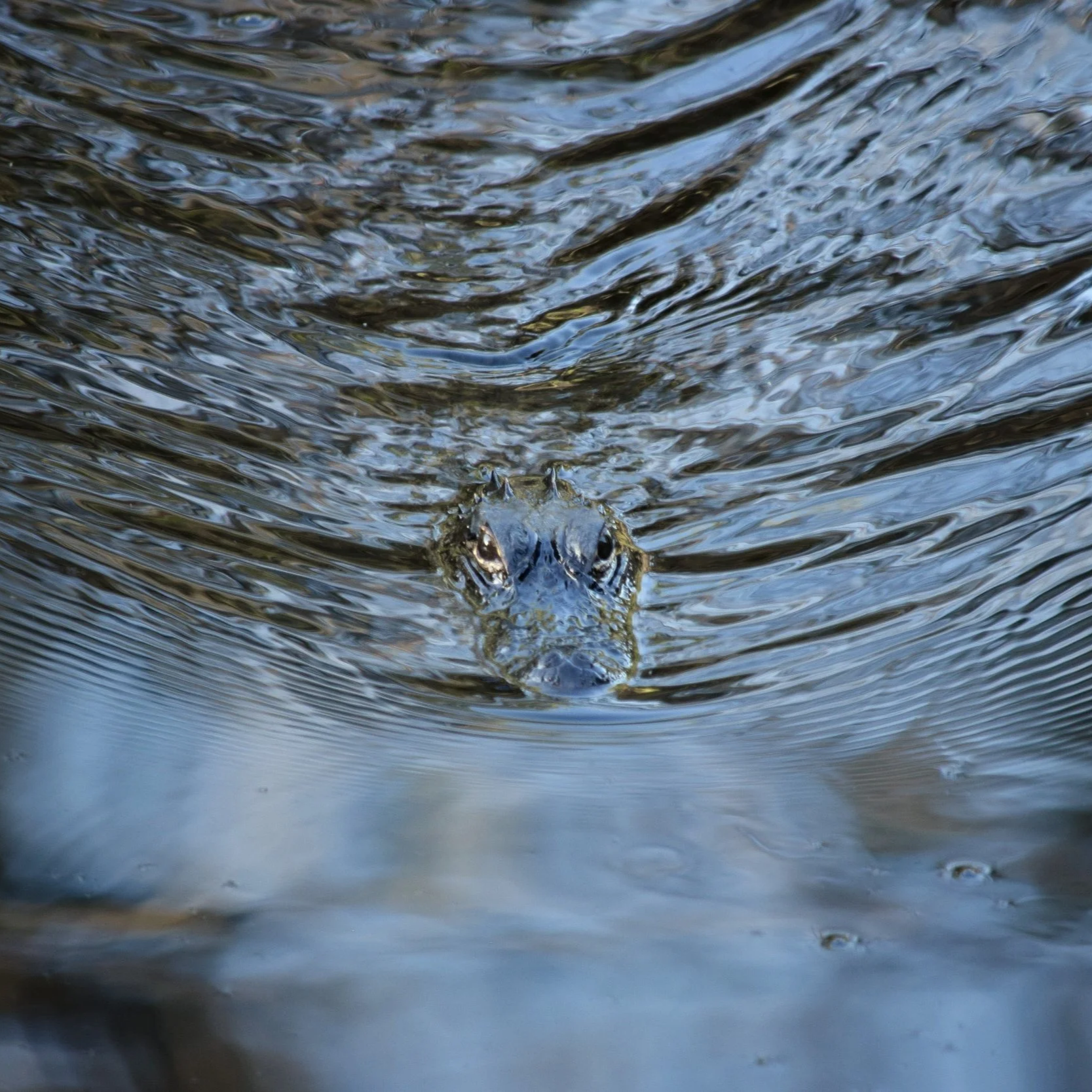 processed_DSC_0270 (1)~3.png