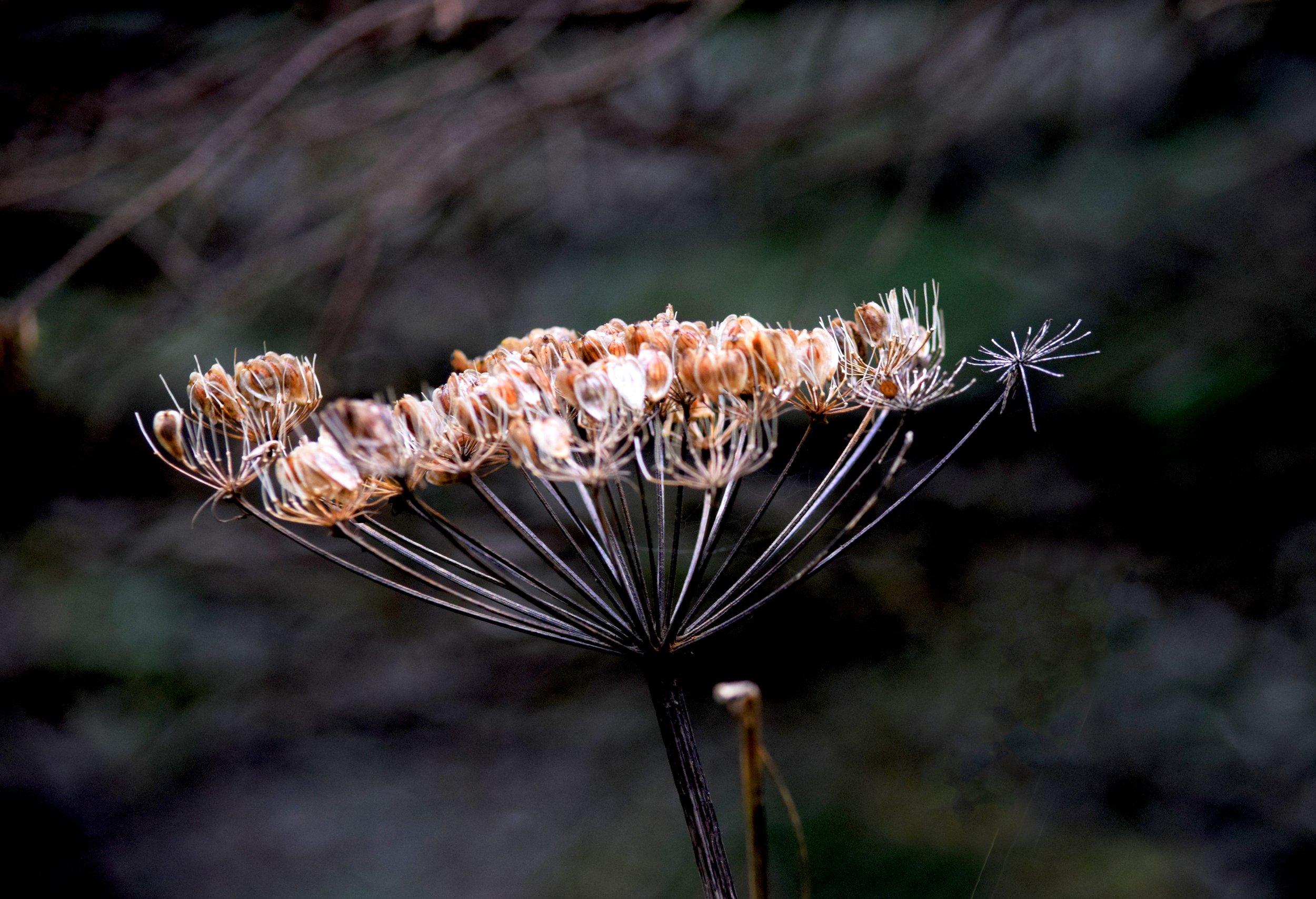 JN AK Flower.jpg